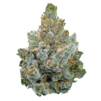 Photo of Miami Heat Trimmed | Gold