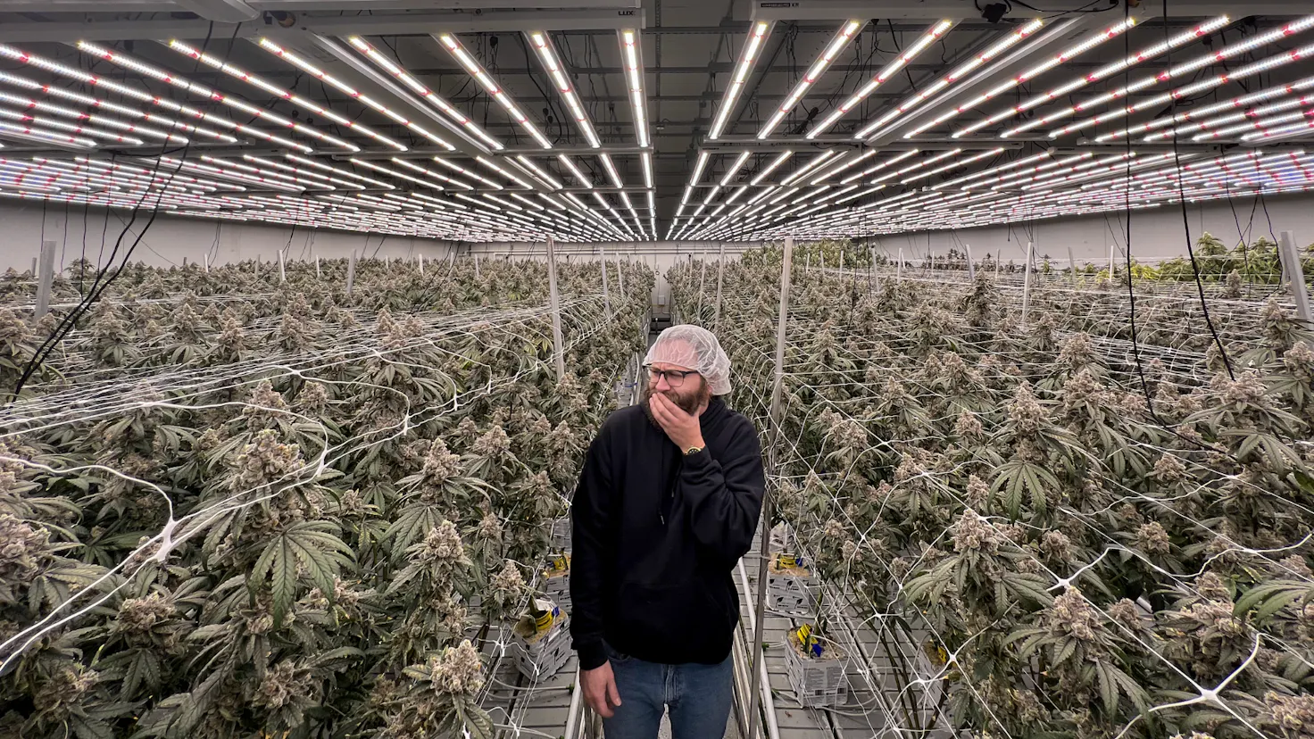 High Life Farms Crafting Cannabis Excellence! Leafly