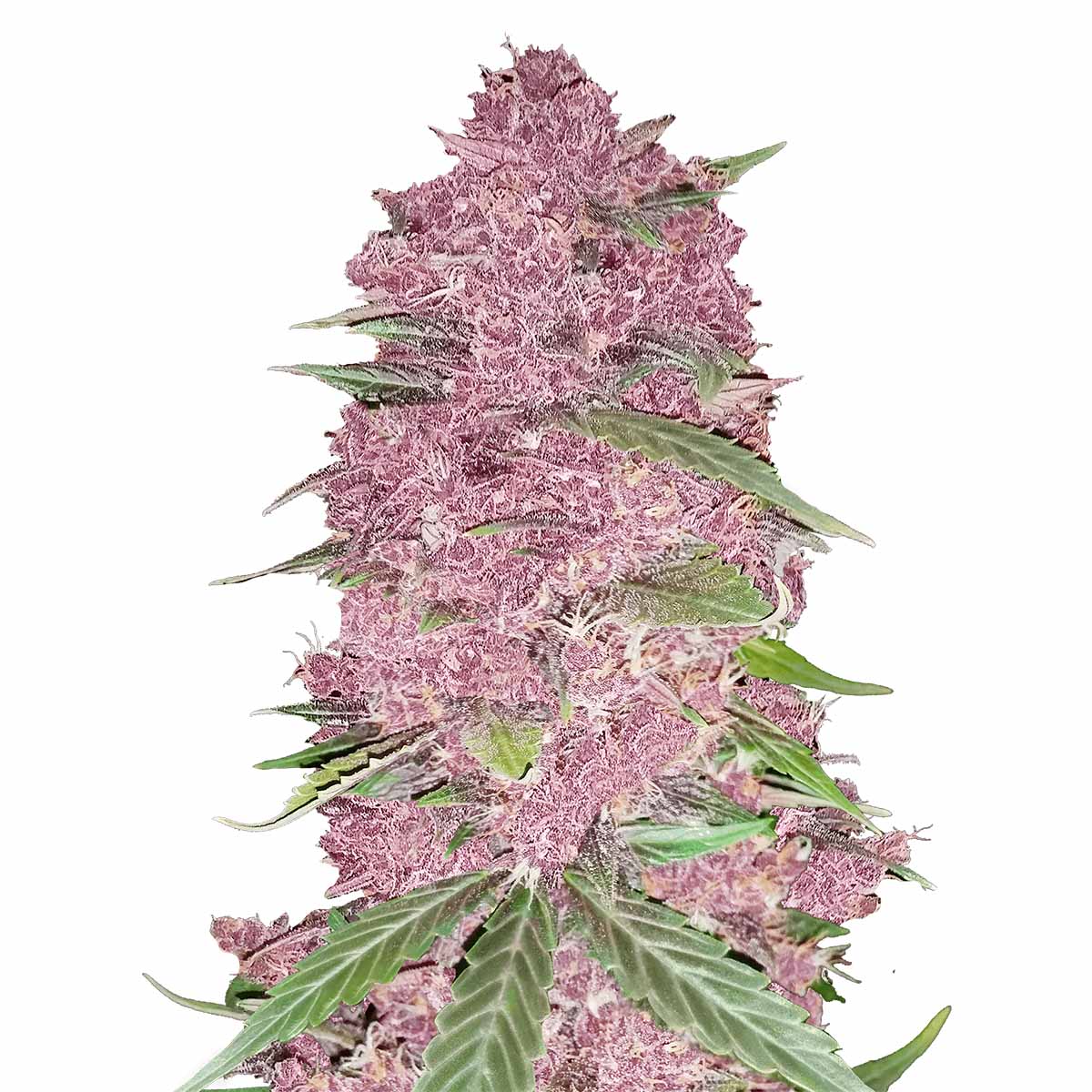 Purple Lemonade Auto