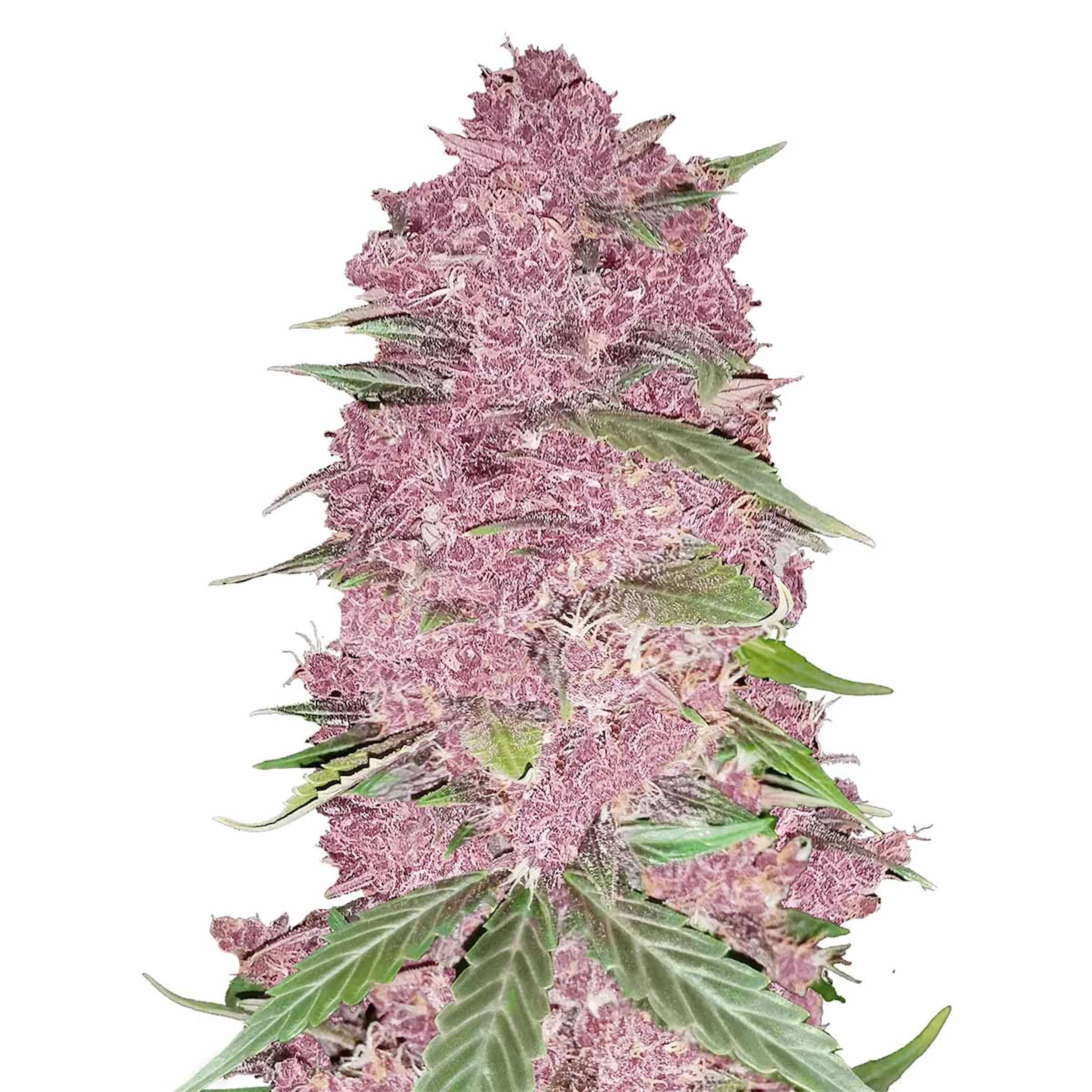 Picture of Purple Lemonade Auto