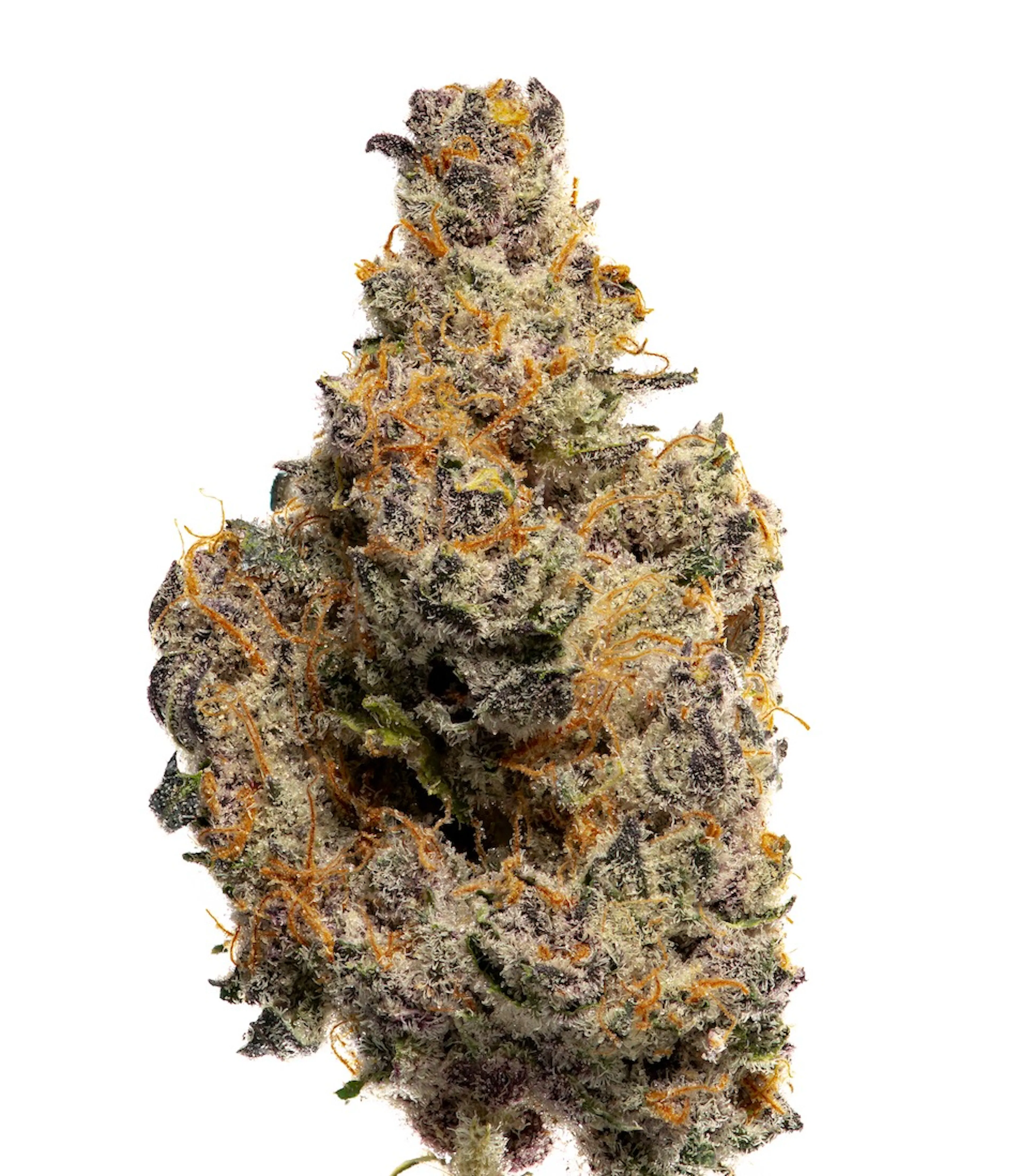 Picture of Tropical Infusion