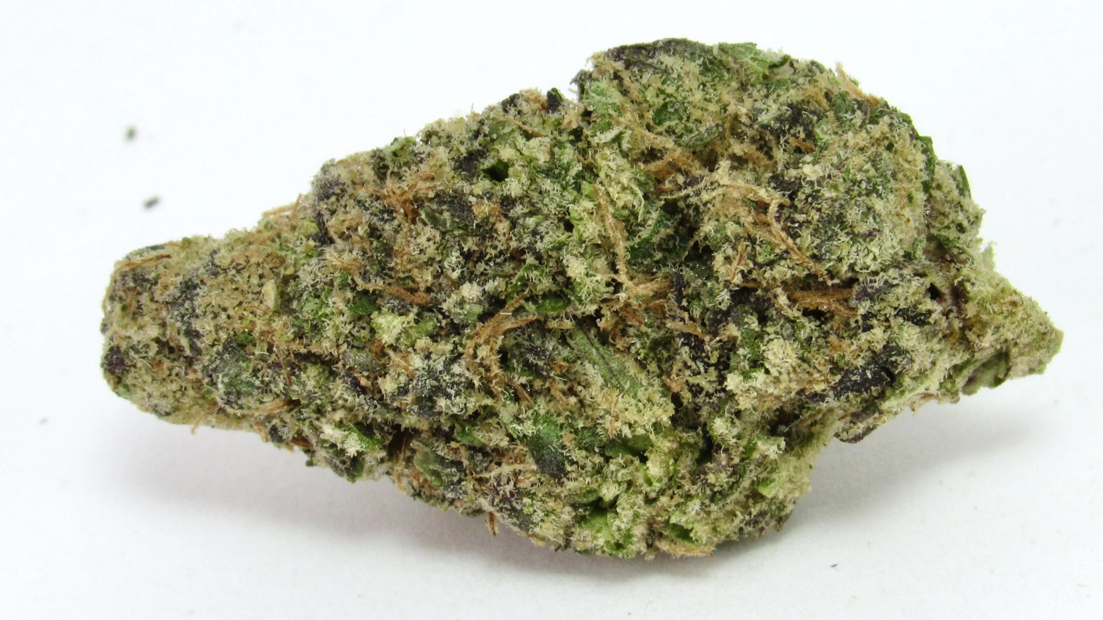 Picture of Tropical Burst