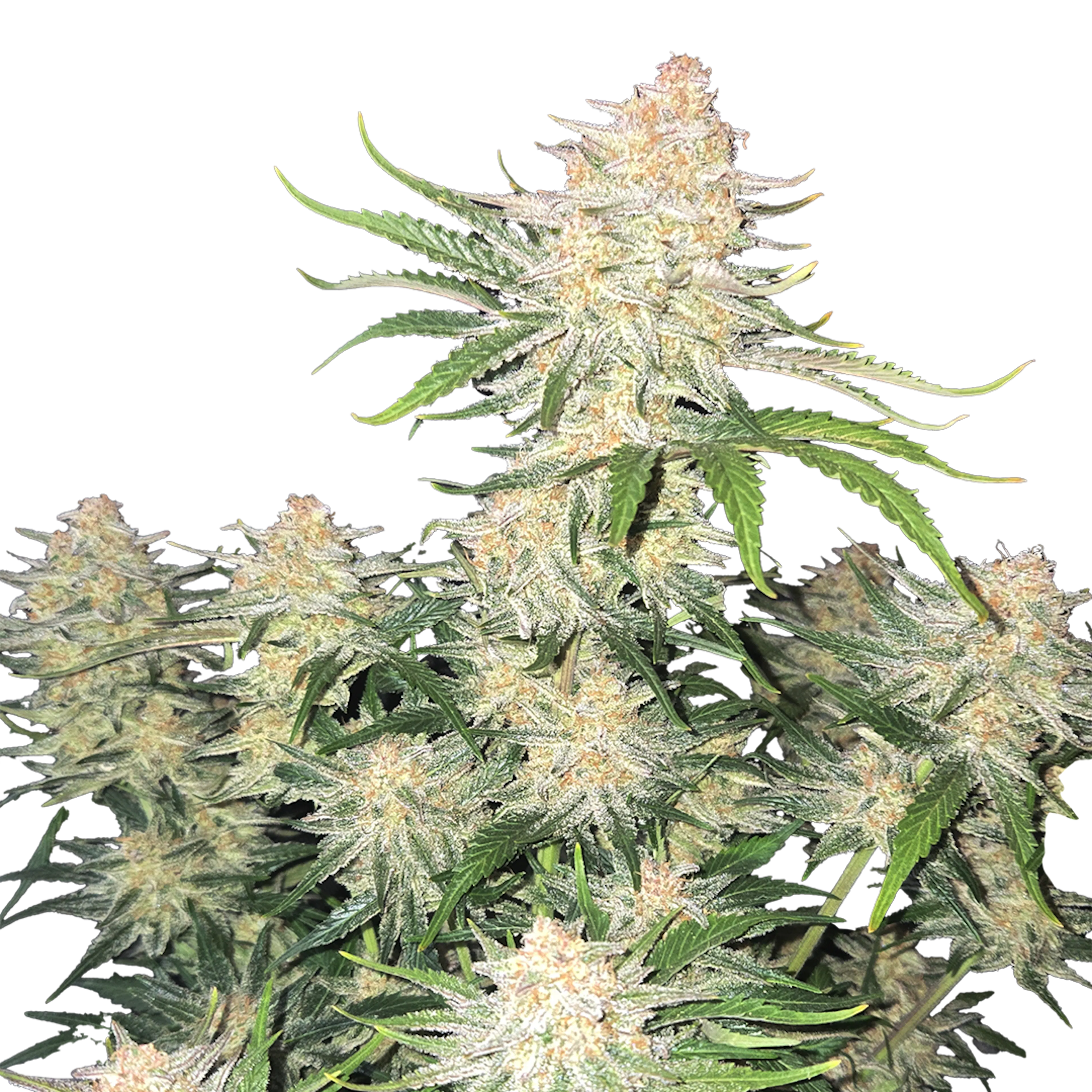 Picture of Frostbanger Auto