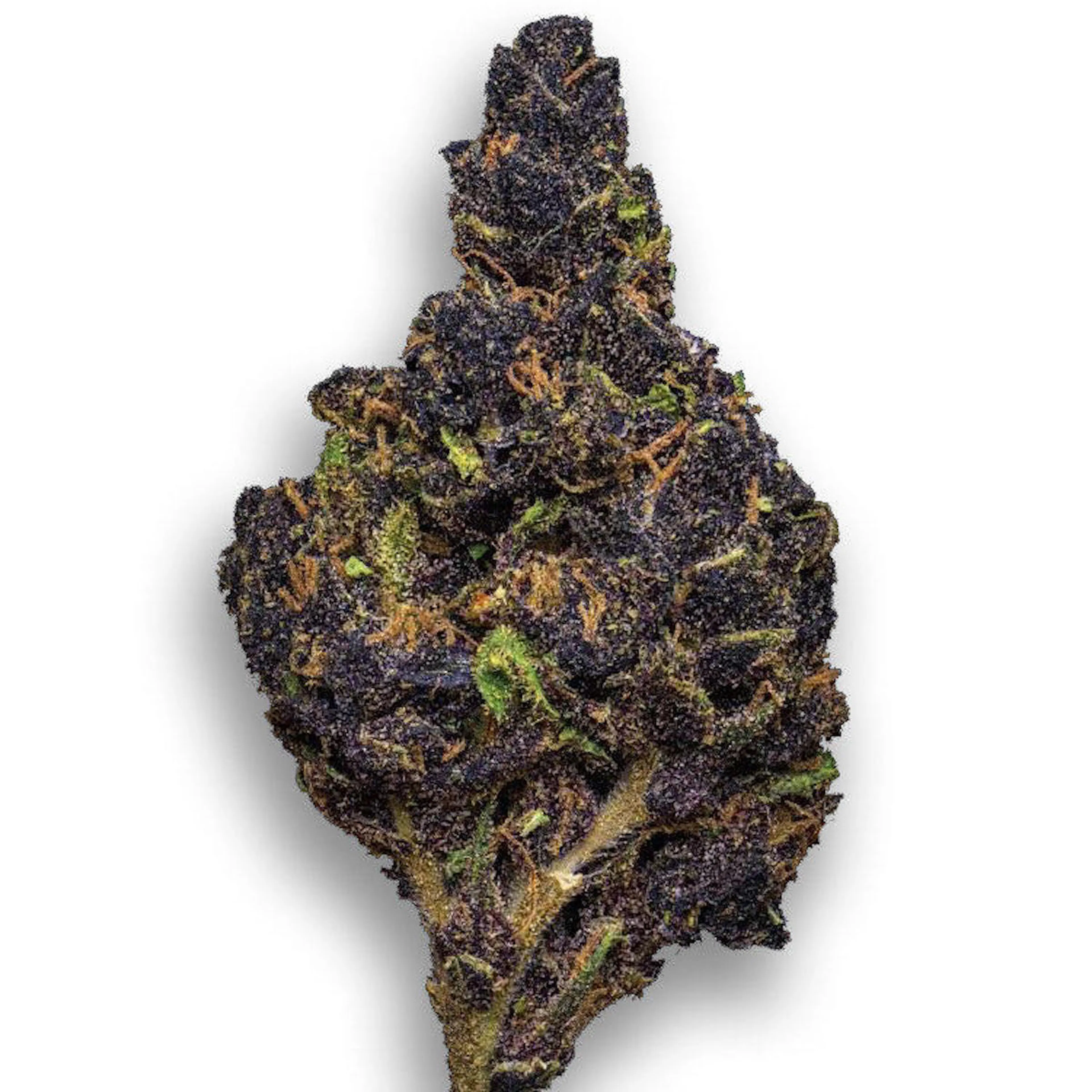 Picture of Canna Country #26