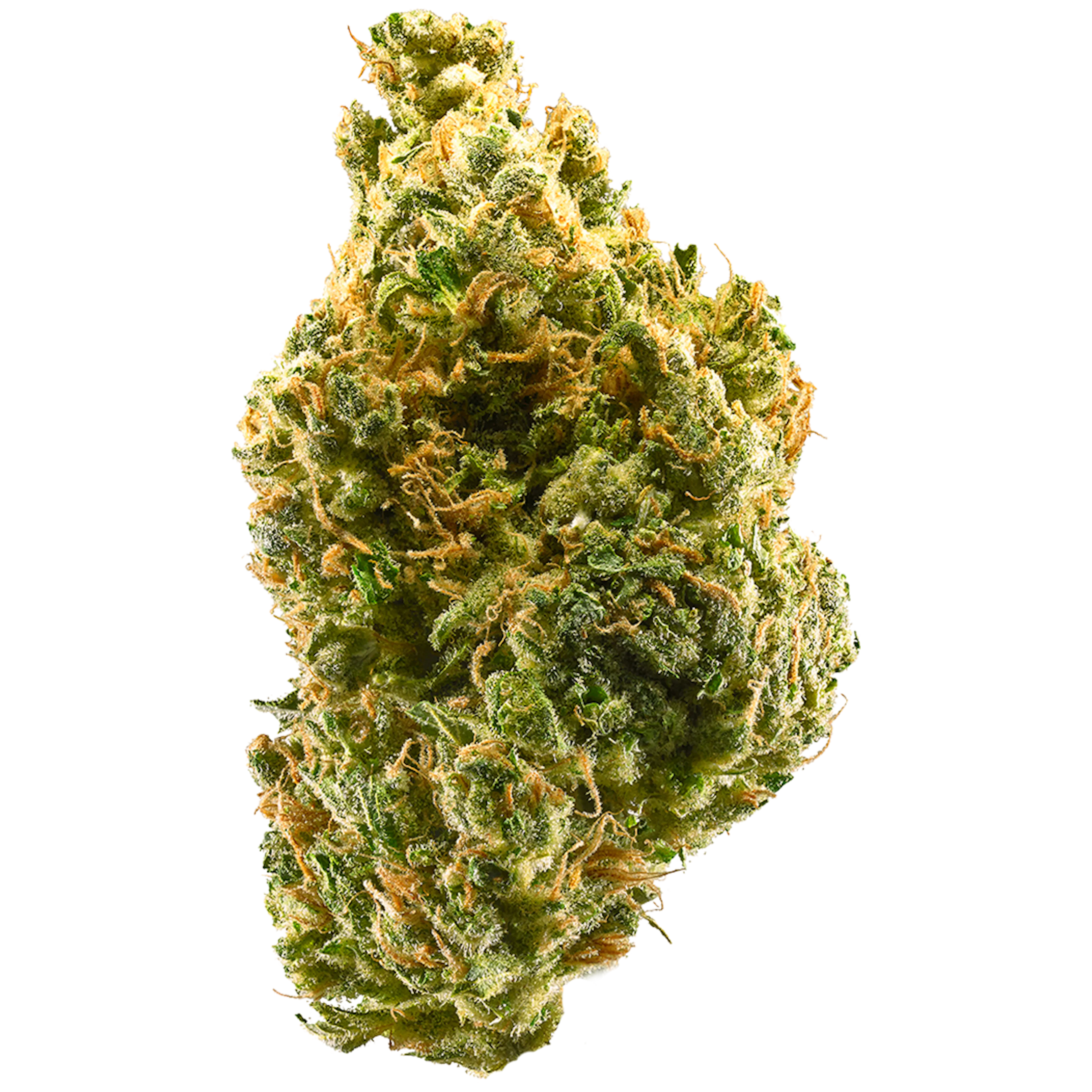 Picture of Tangie