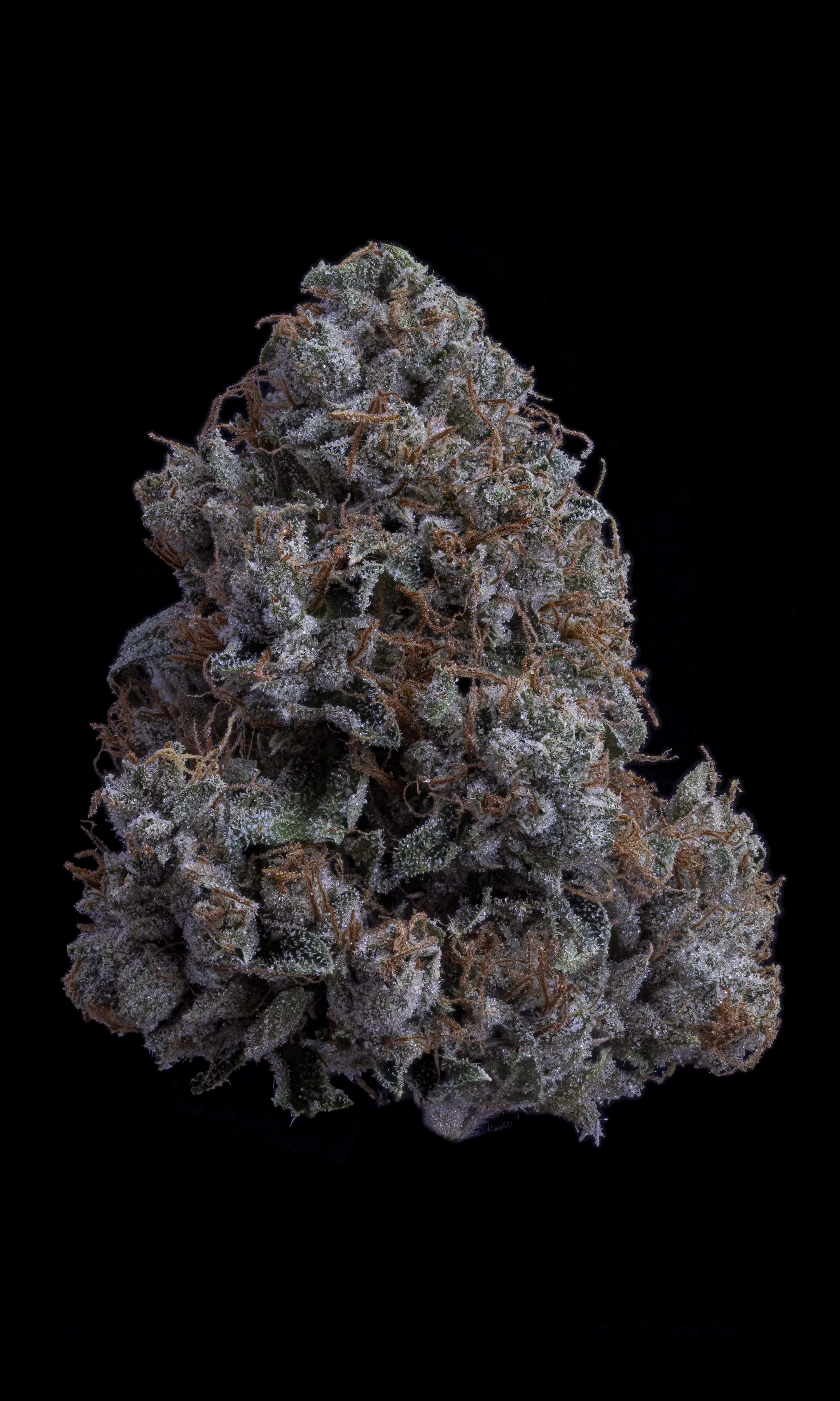 Picture of K1 OG
