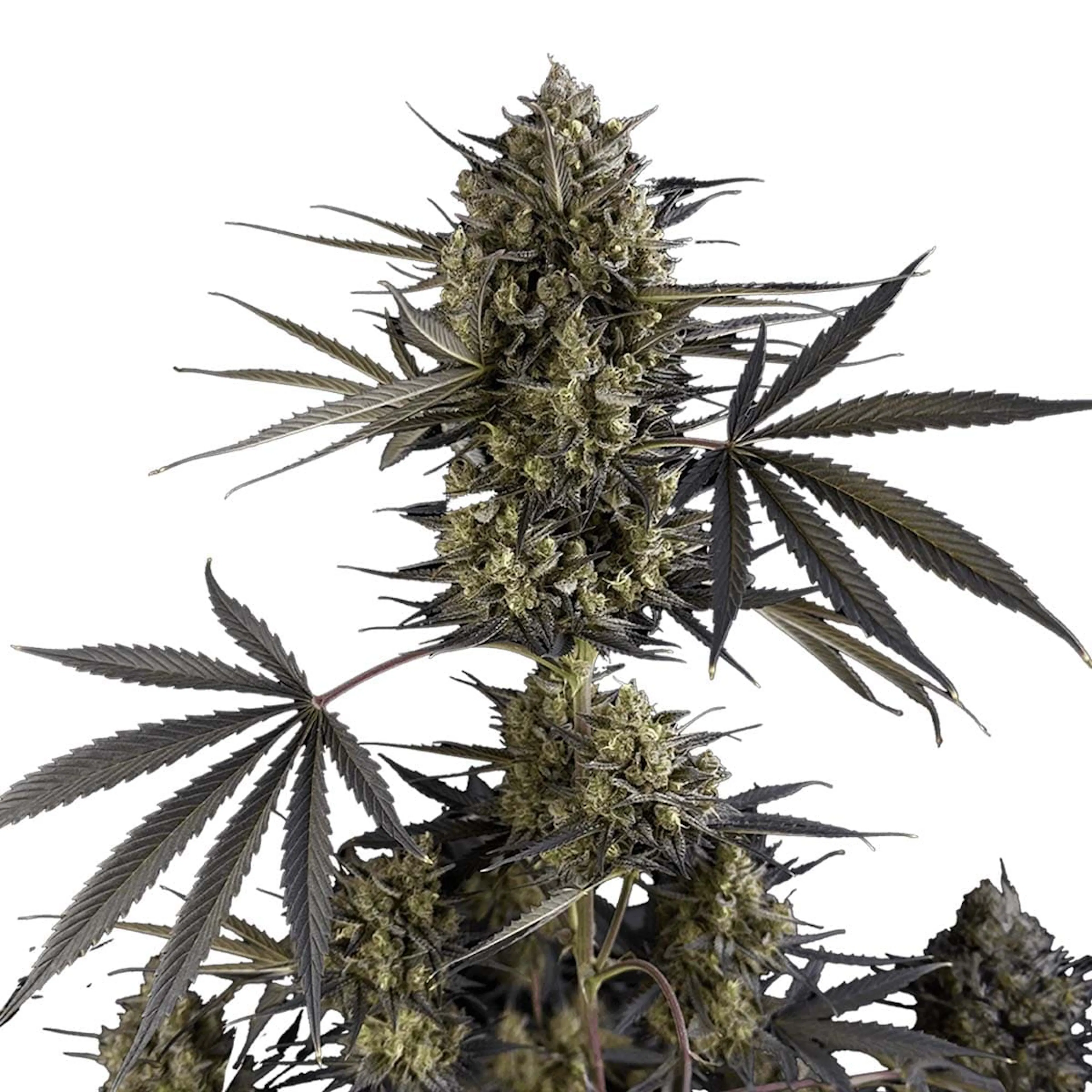 Picture of Pound Cake Auto