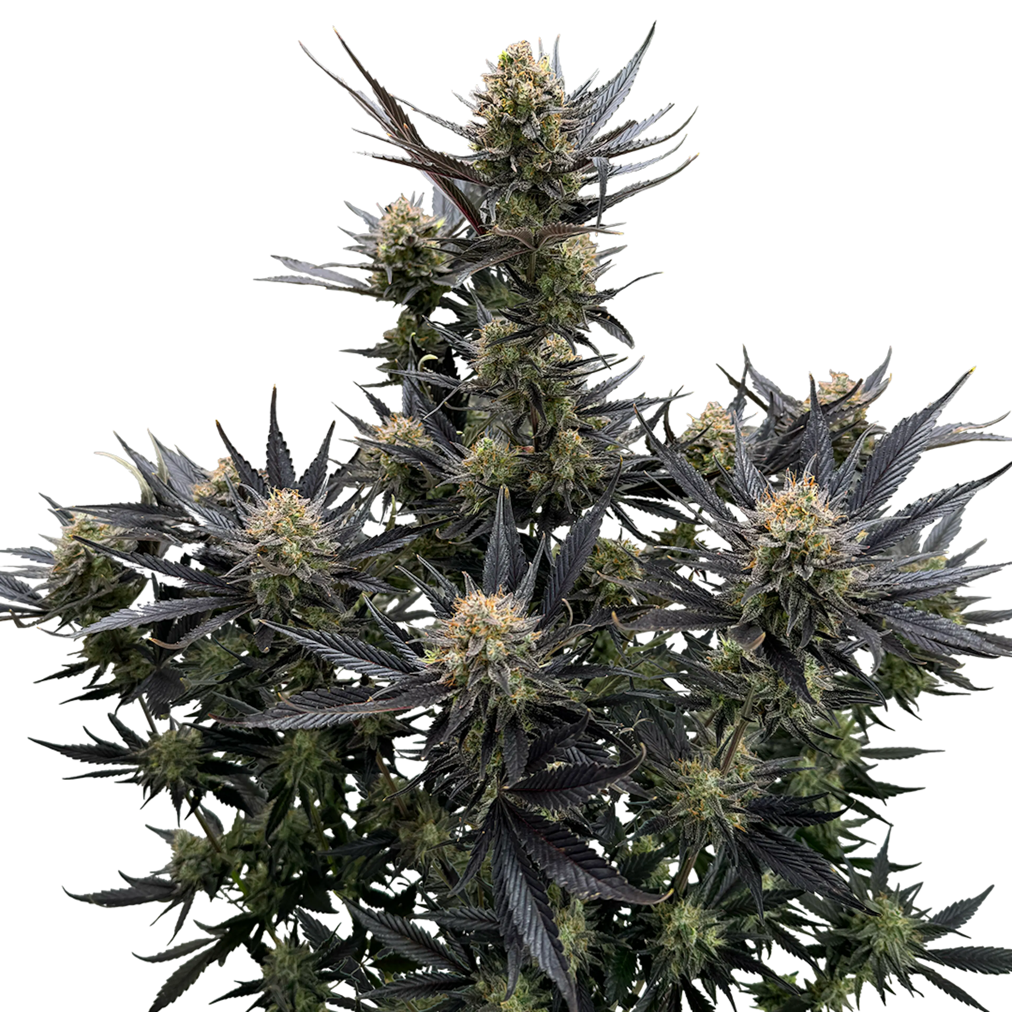 Picture of Guava Auto RF3