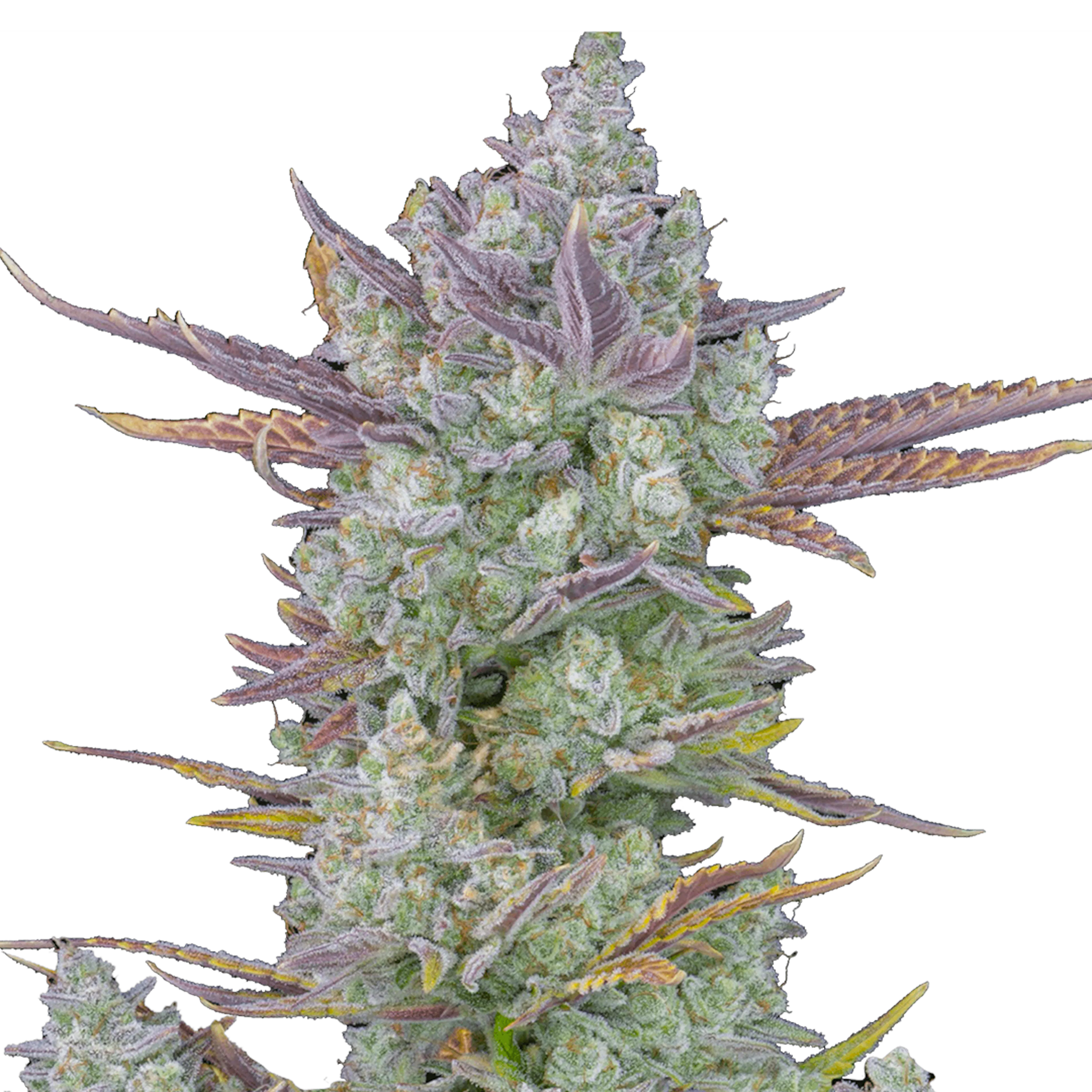 Picture of Gorilla Cookies Auto