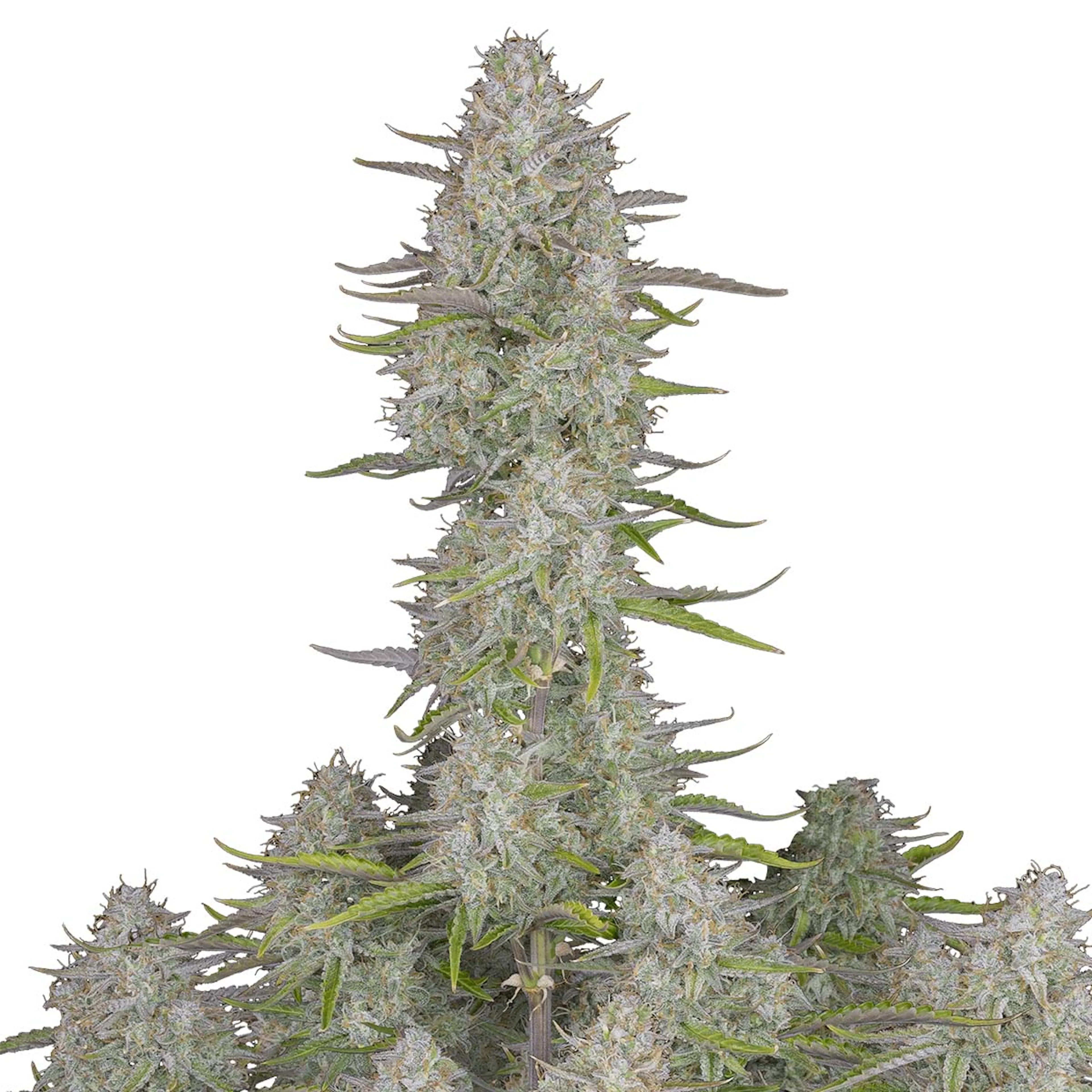 Picture of Wedding Cheesecake Auto