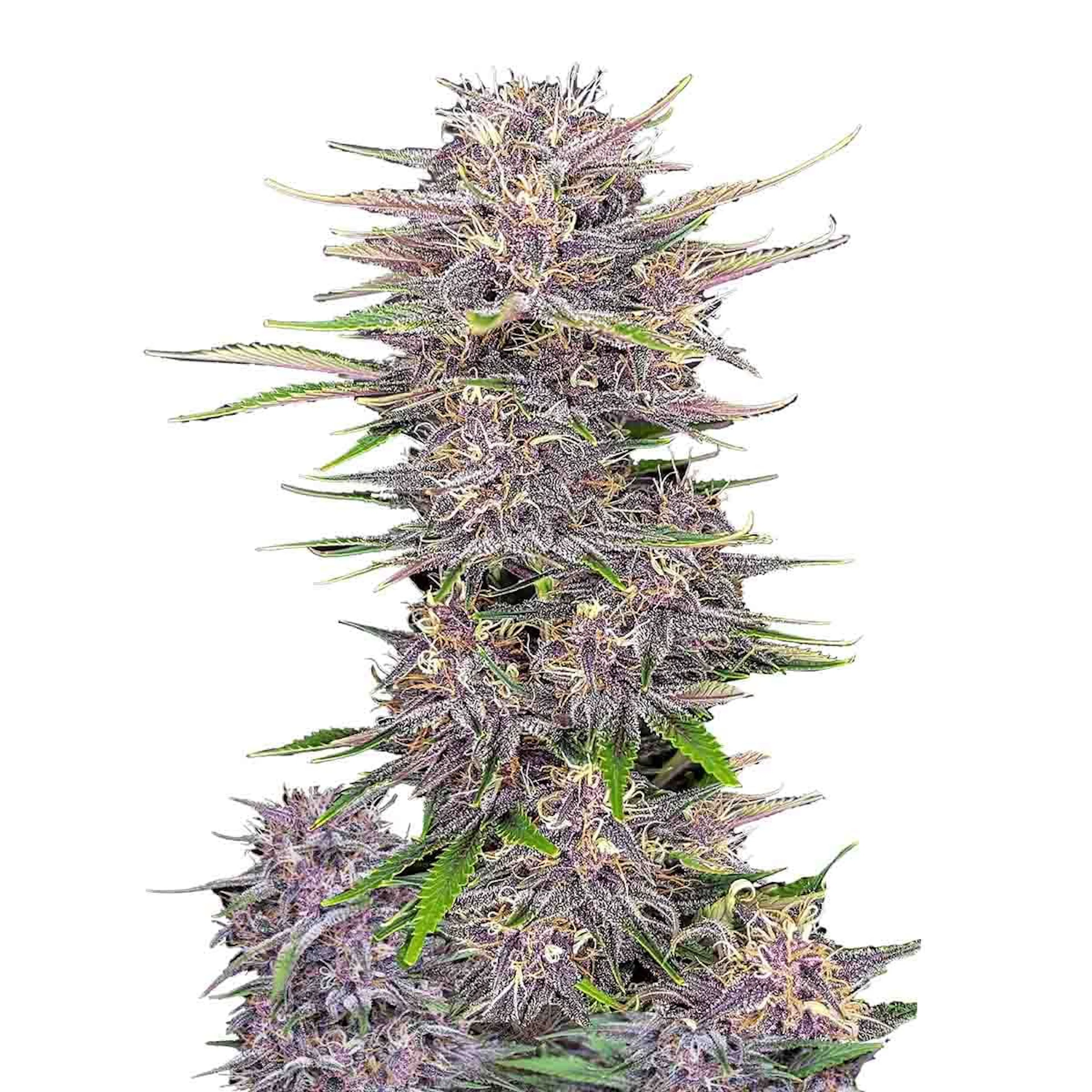 Picture of Banana Purple Punch Auto