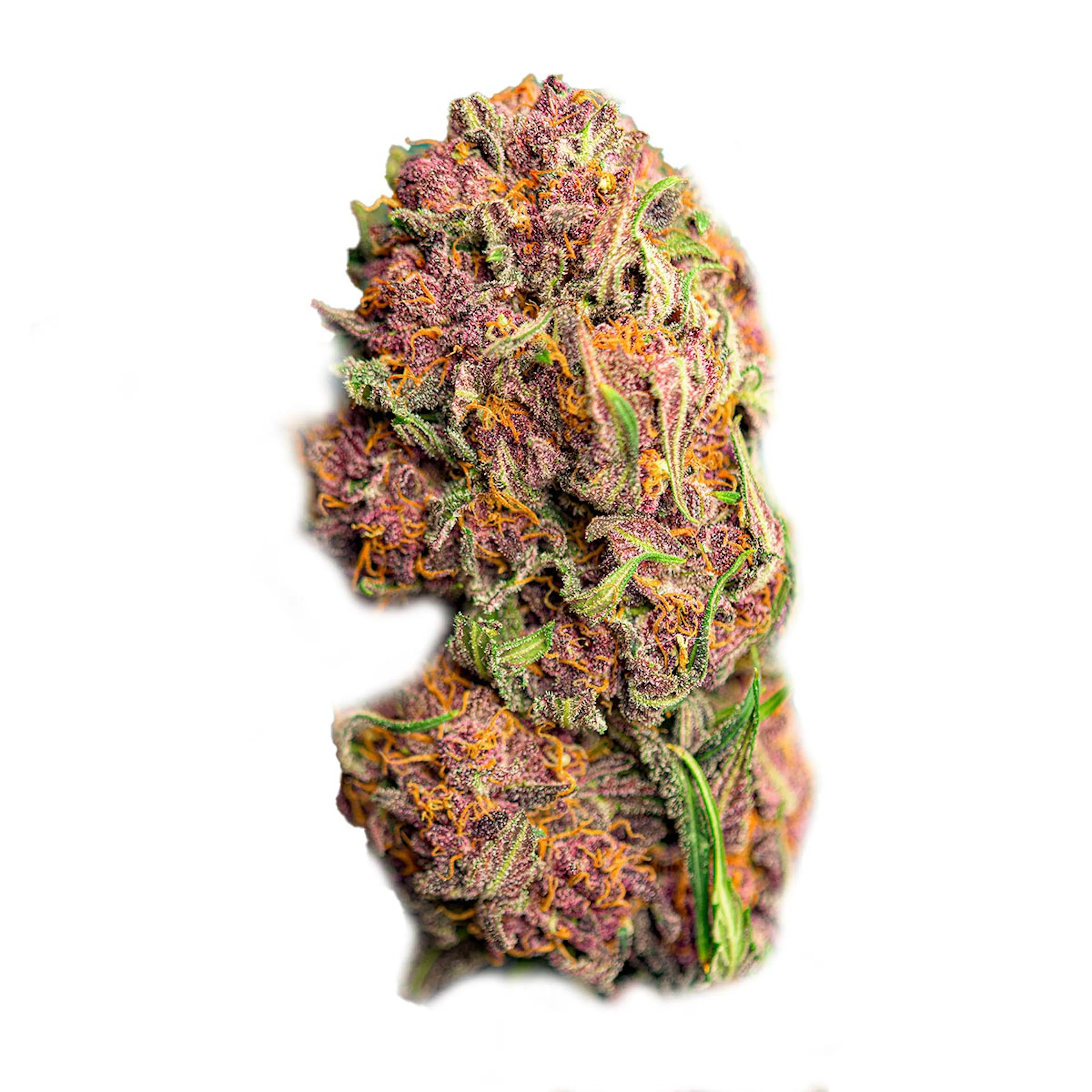 Picture of Red Mimosa XL Auto