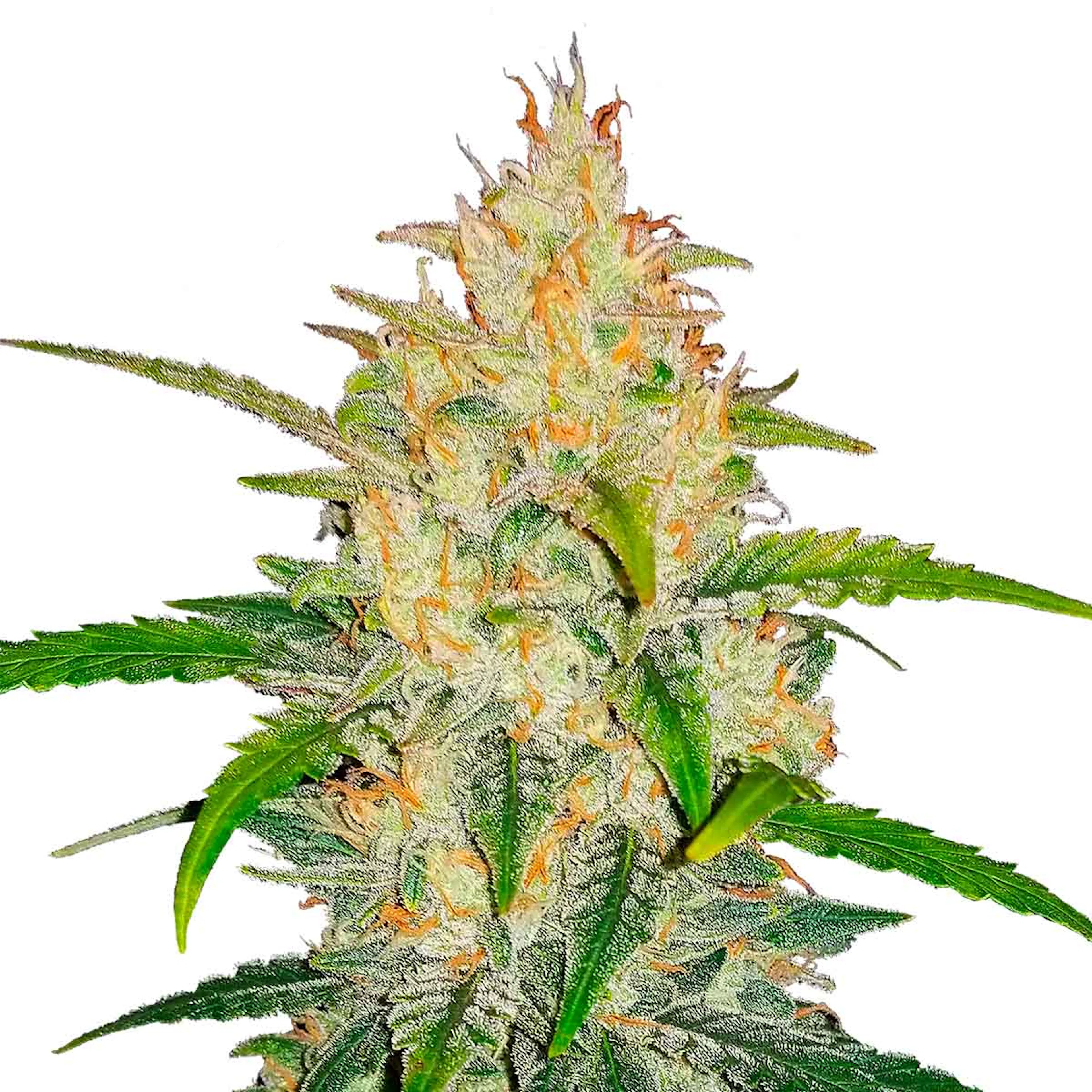 Picture of Zkittlez Auto