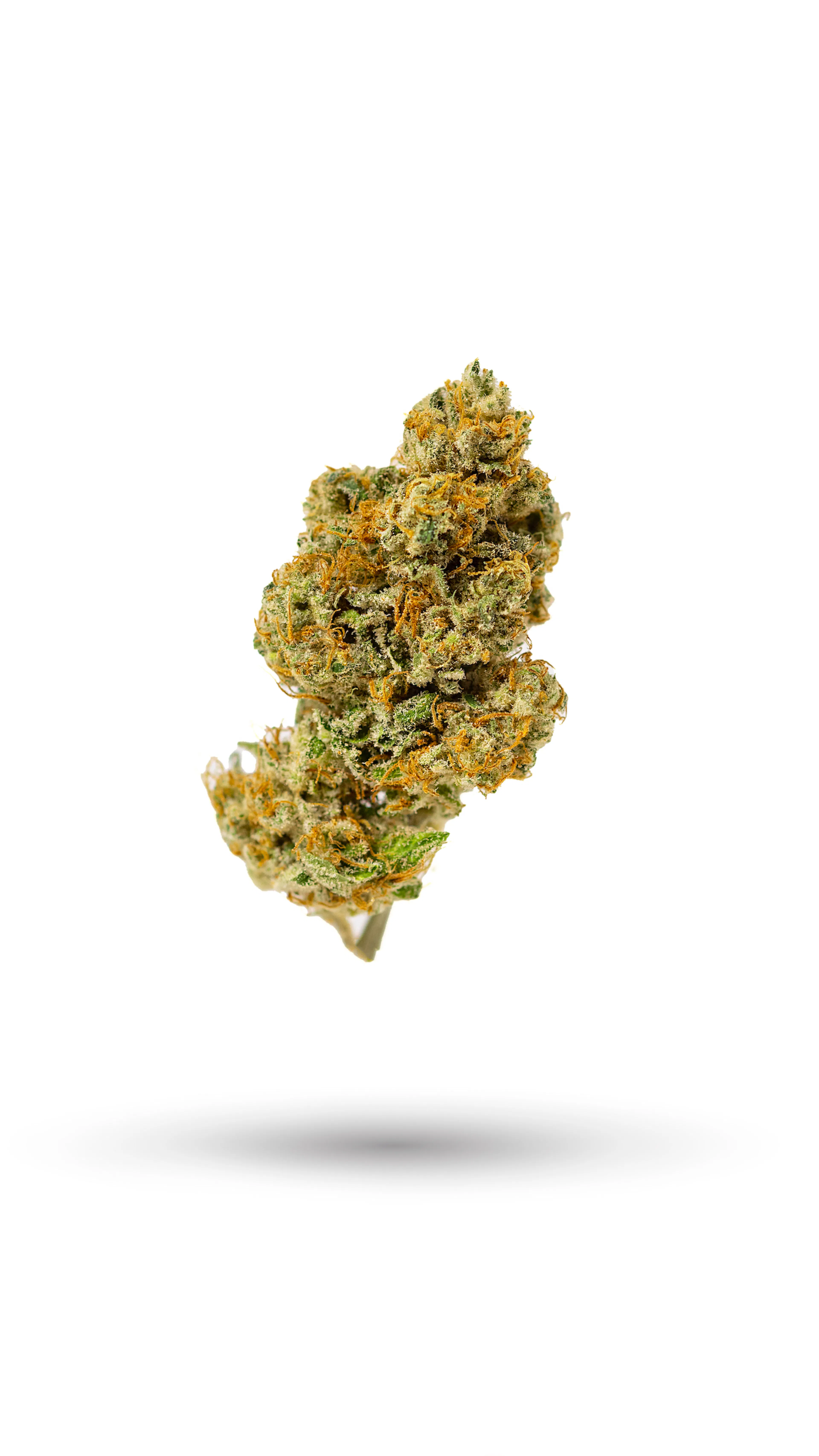 Picture of Palisade Poison