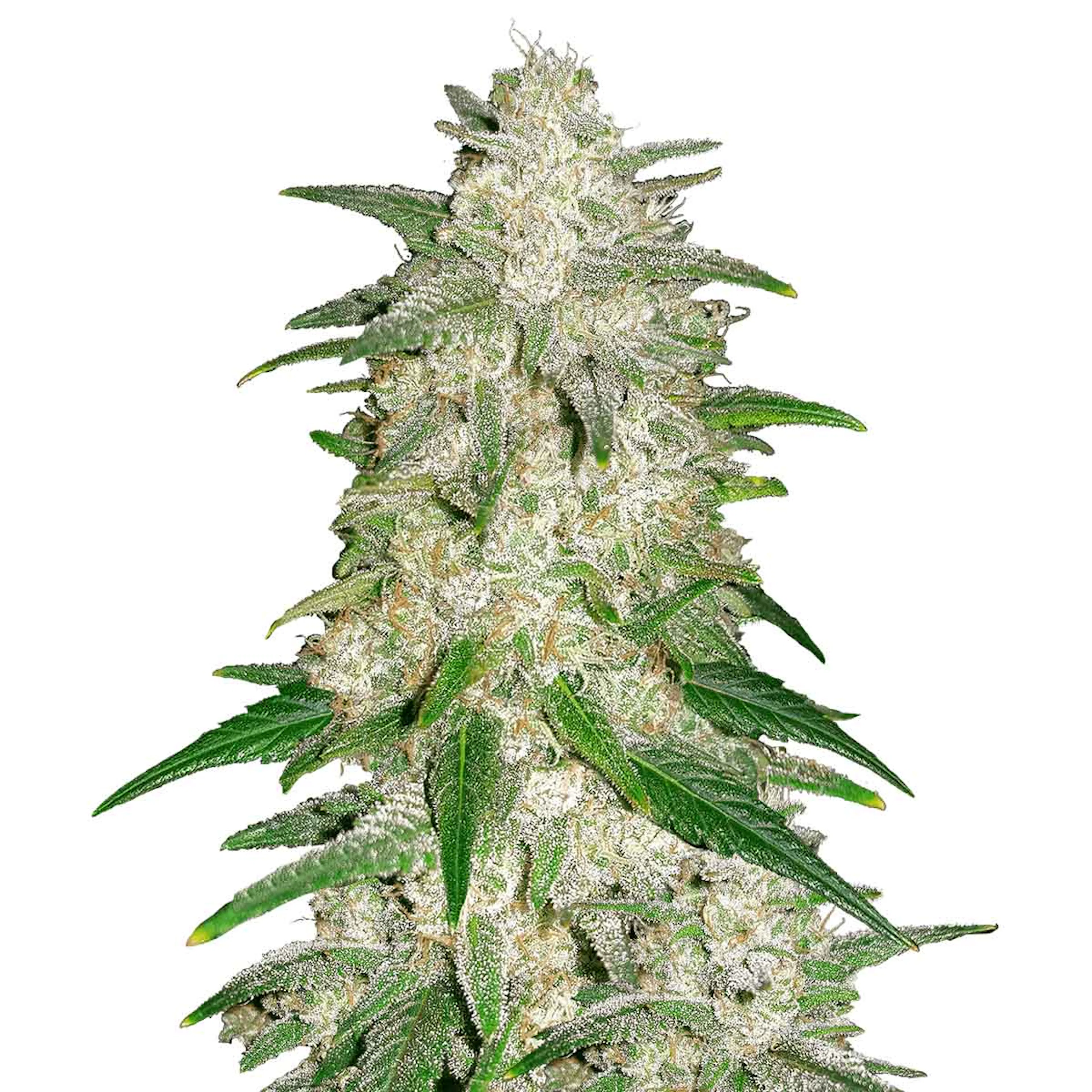 Picture of Gelato Auto