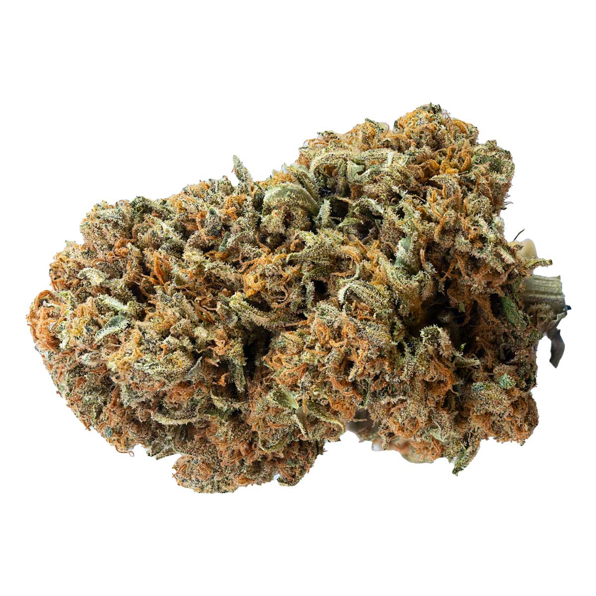 Papaya Zoap F1 Fast Version