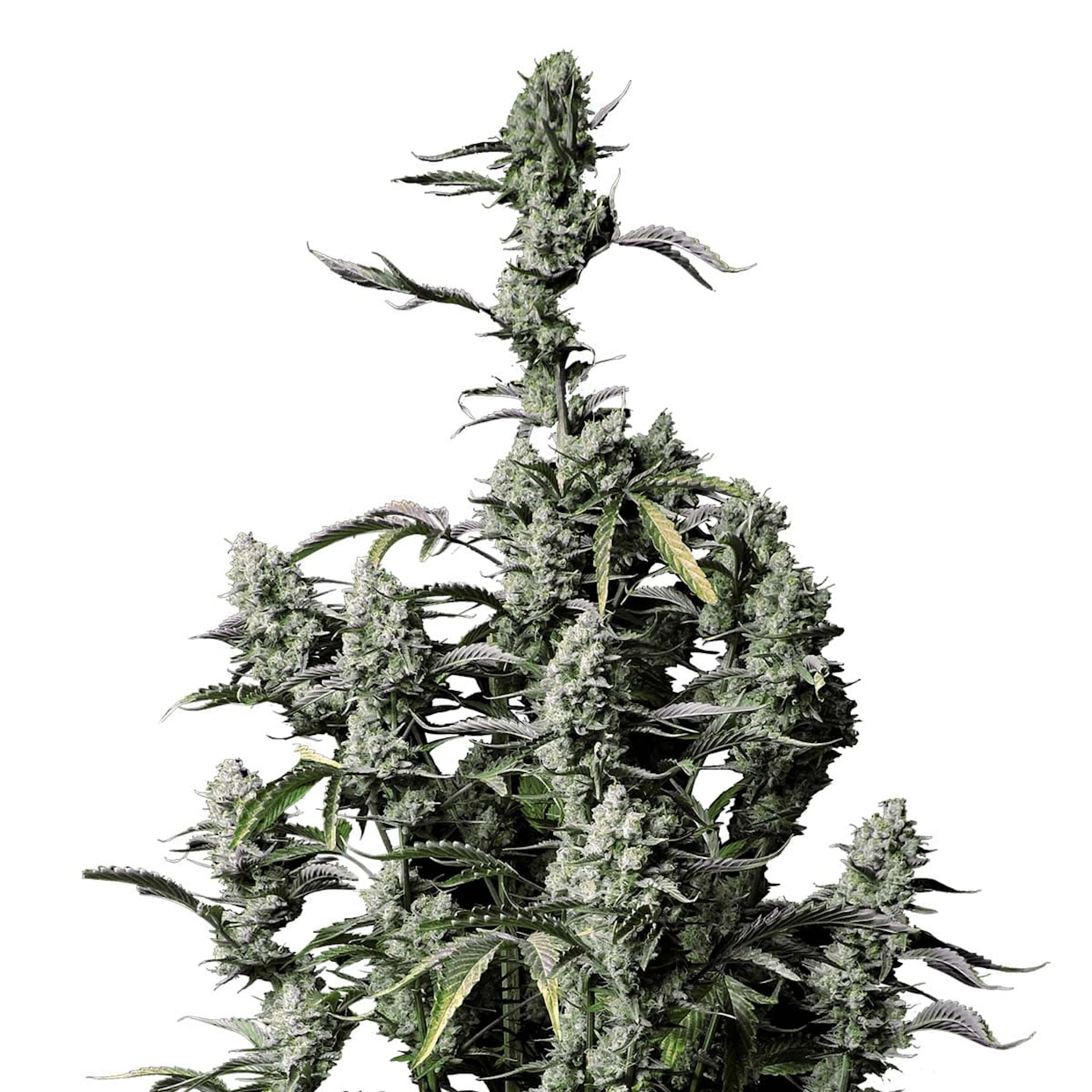 Picture of Gorilla Zkittlez Auto