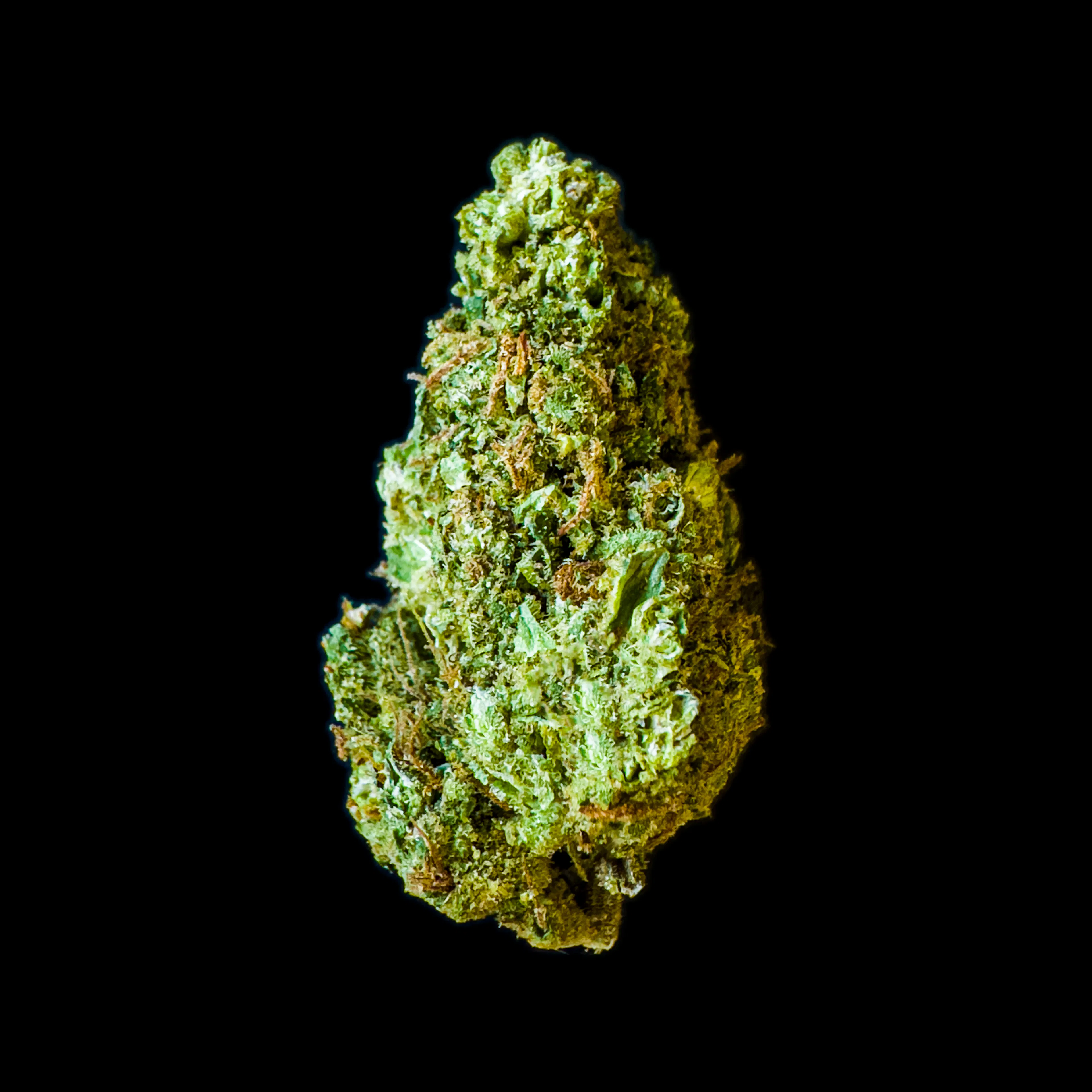 Picture of Galileo Kush