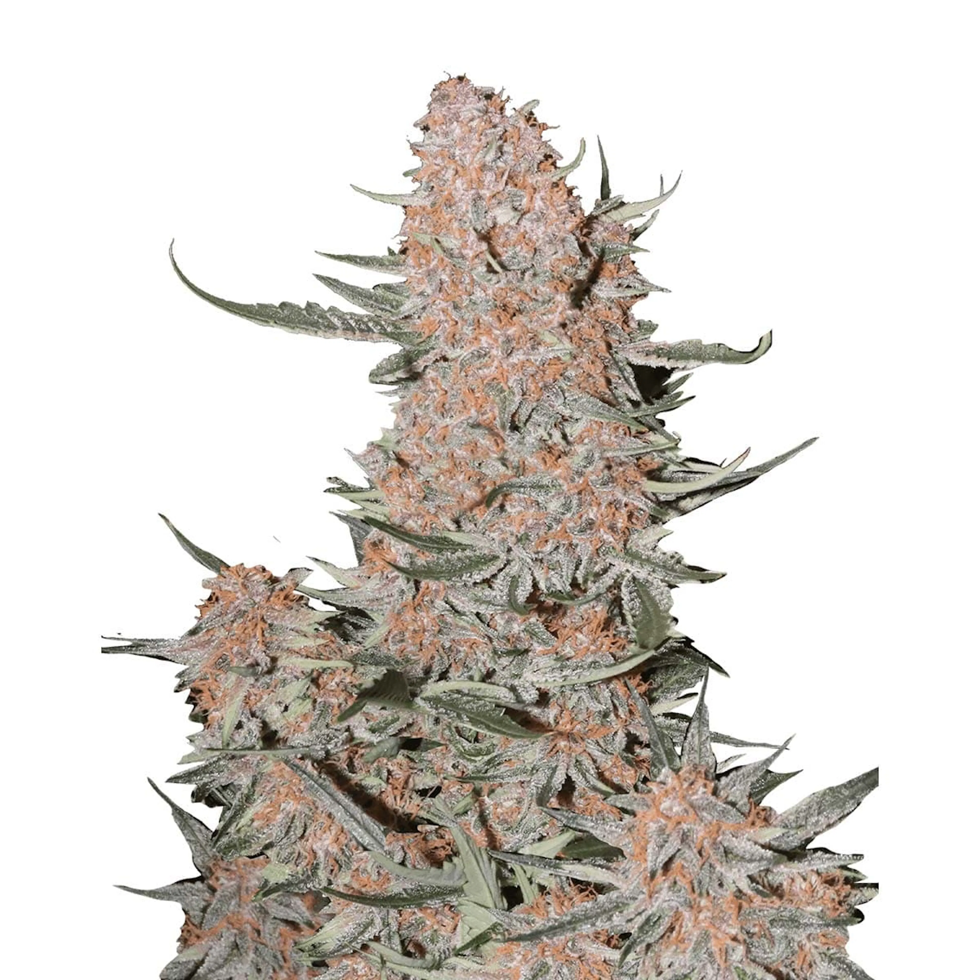 Picture of Ztrawberriez Auto
