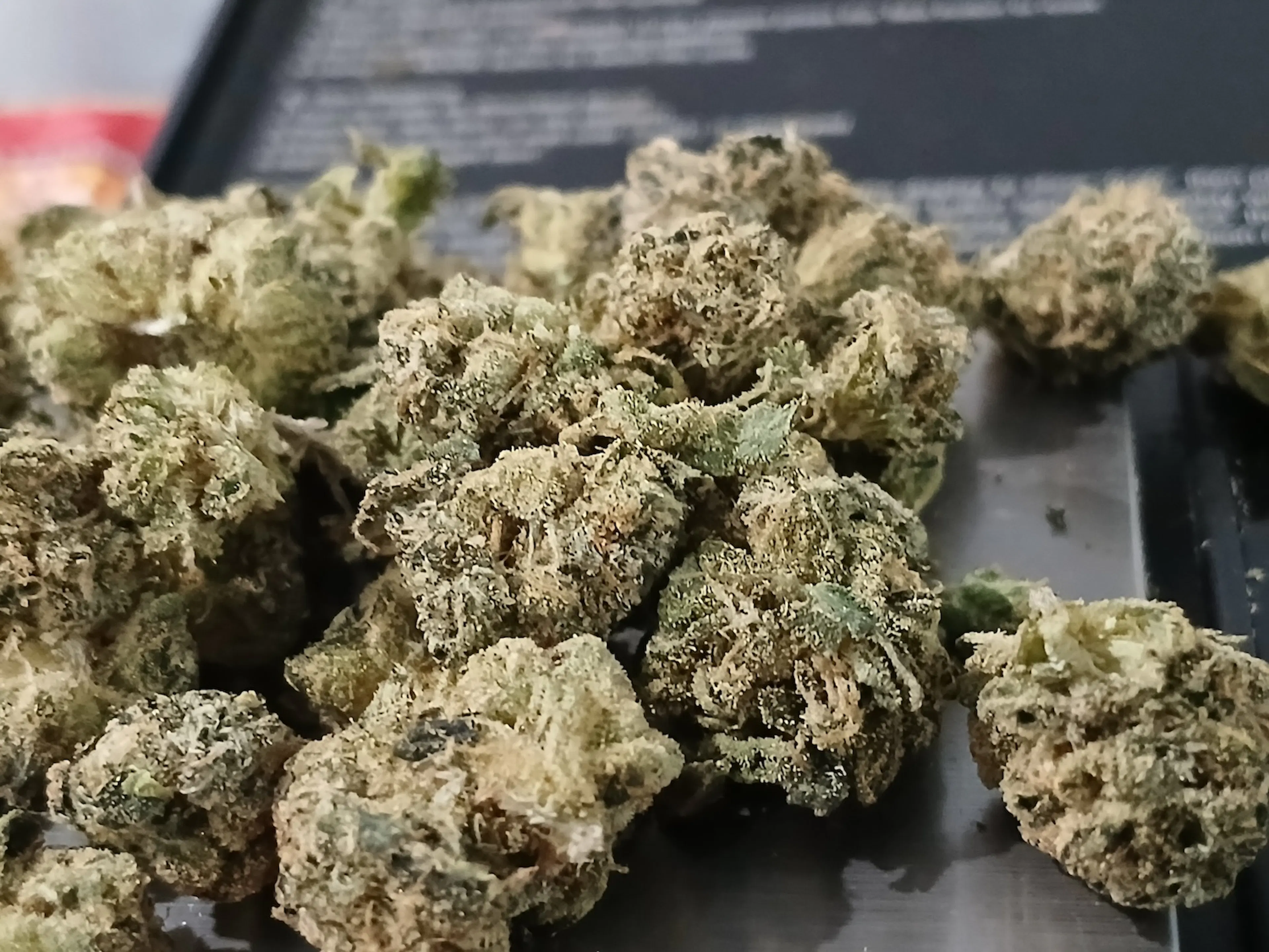 Picture of Casino Kush