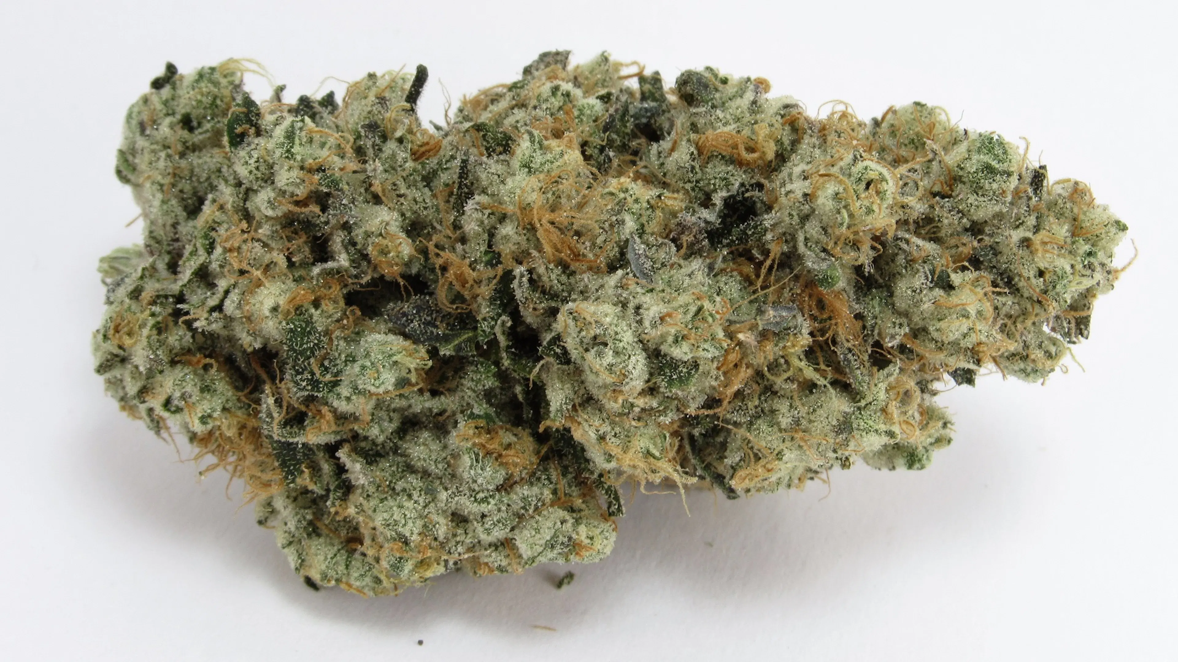 Picture of GMO-OG