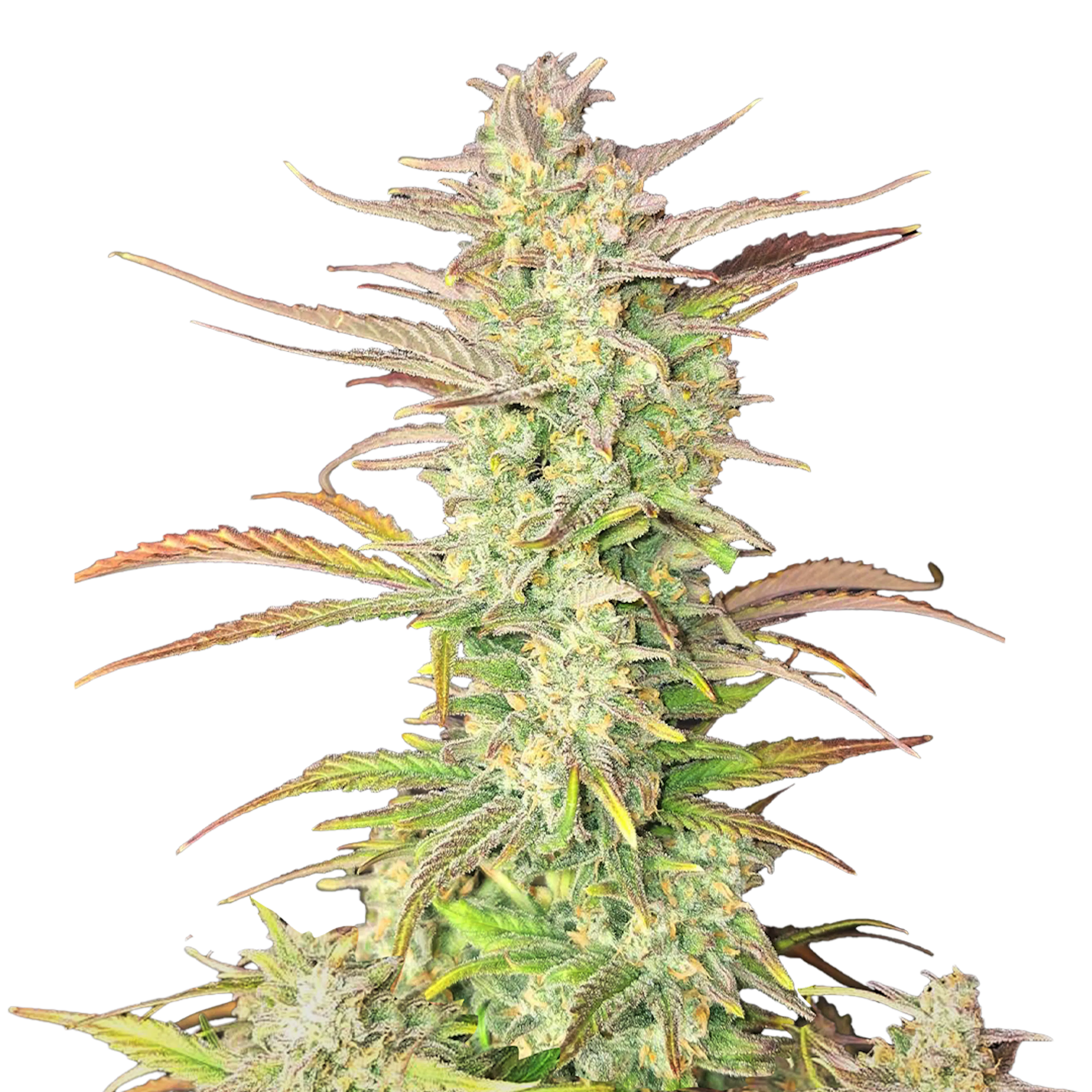 Picture of Z-Up Auto