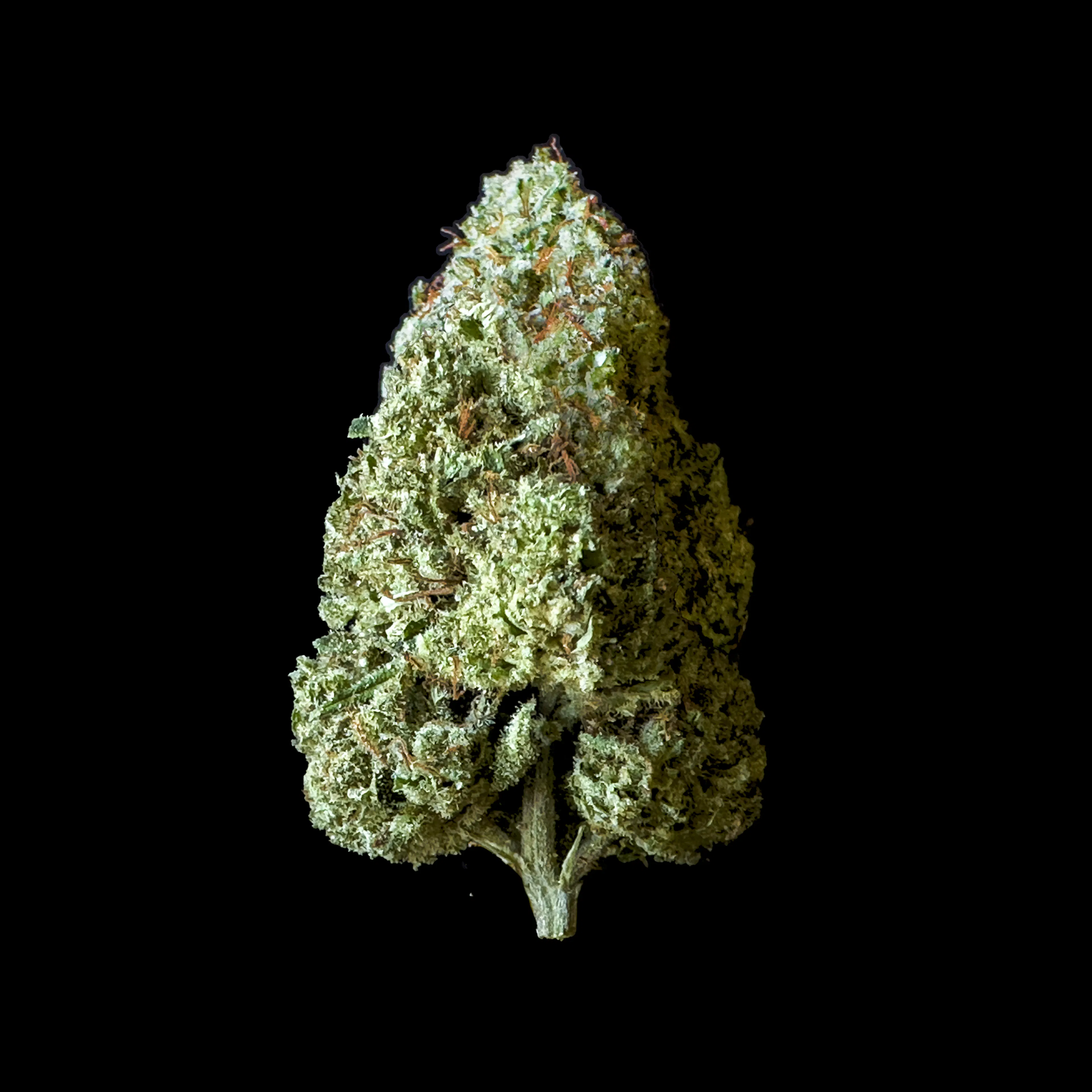 Picture of Drag Daddy
