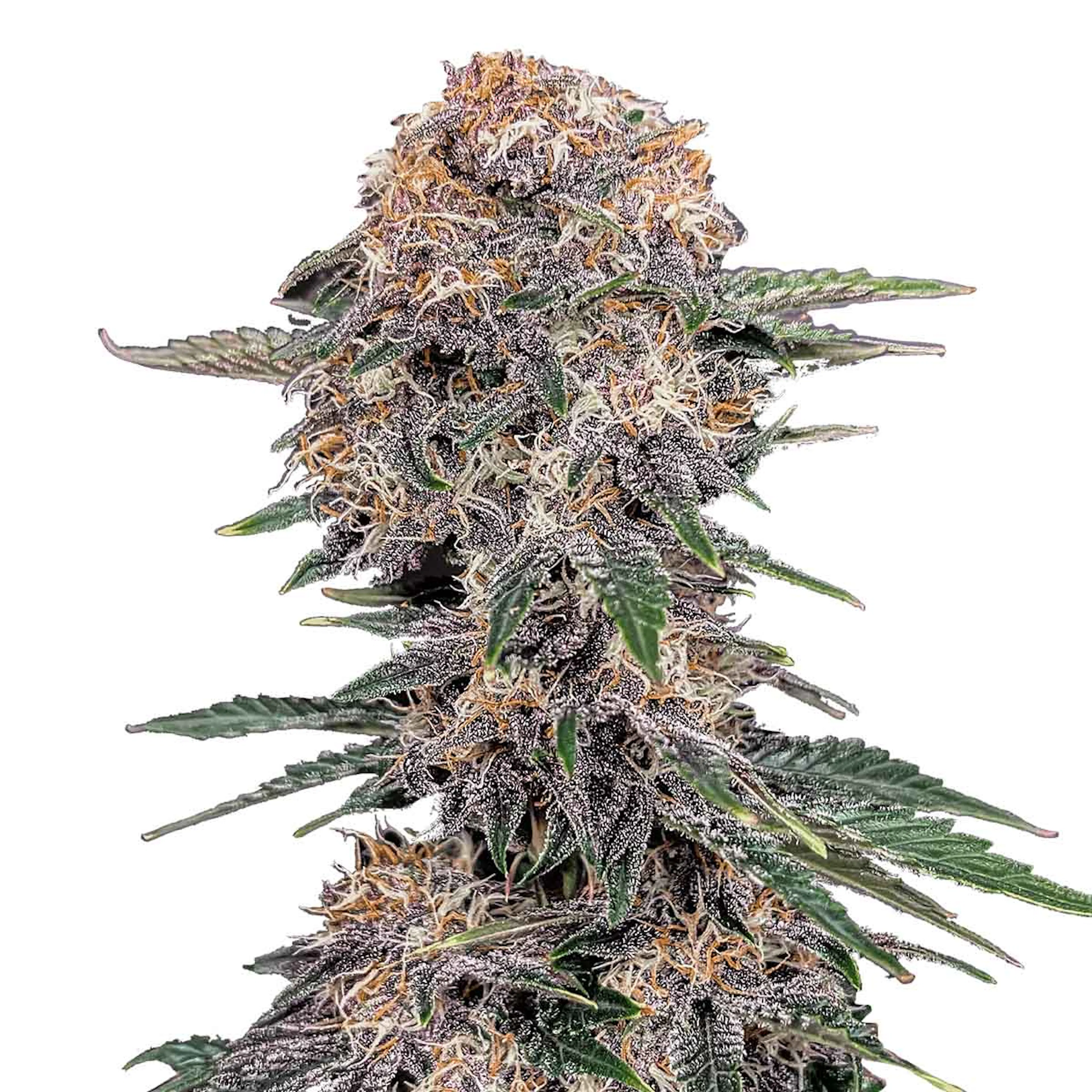 Picture of Cherry Cola Auto