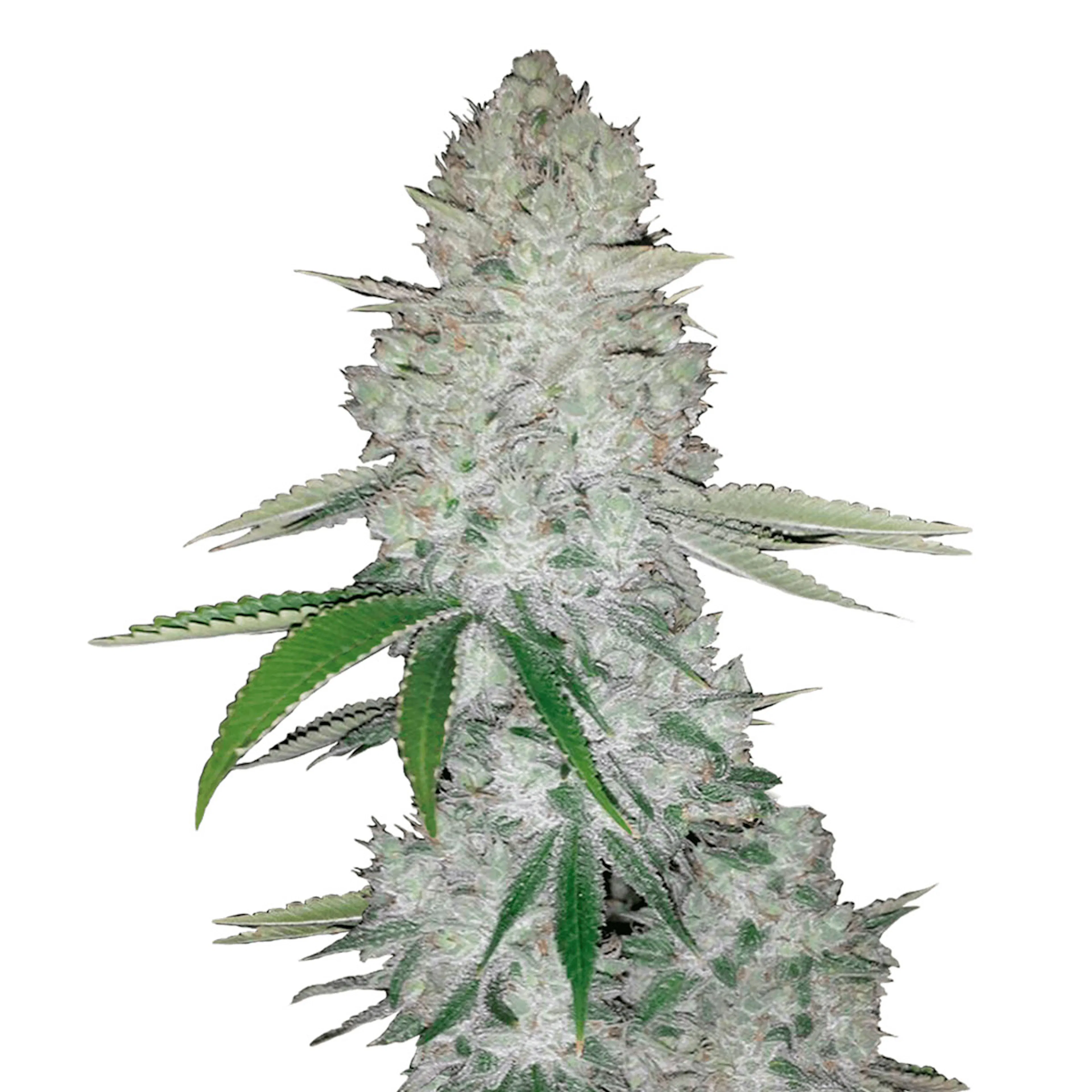 Picture of Gorilla Auto