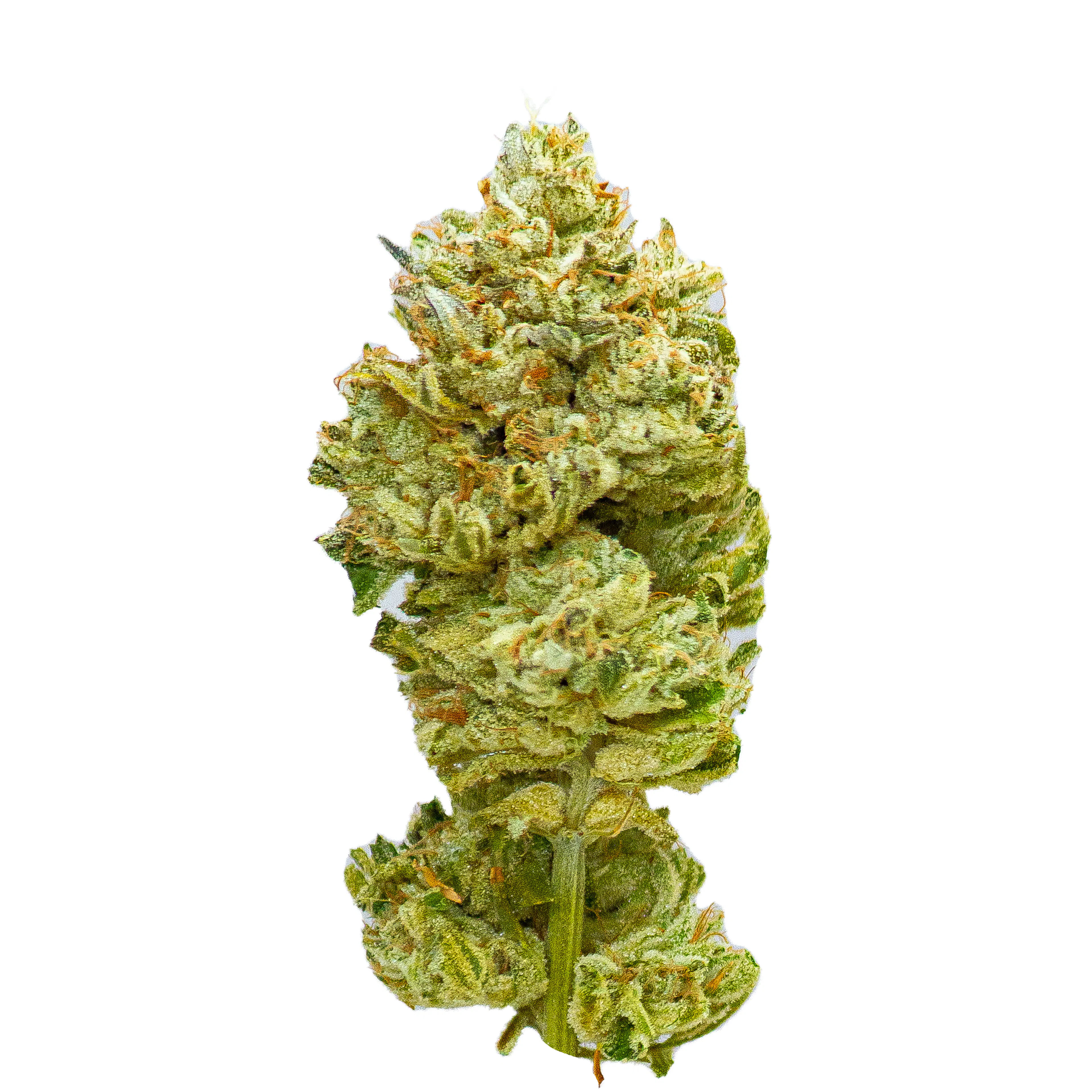 Picture of Mt. Citrus