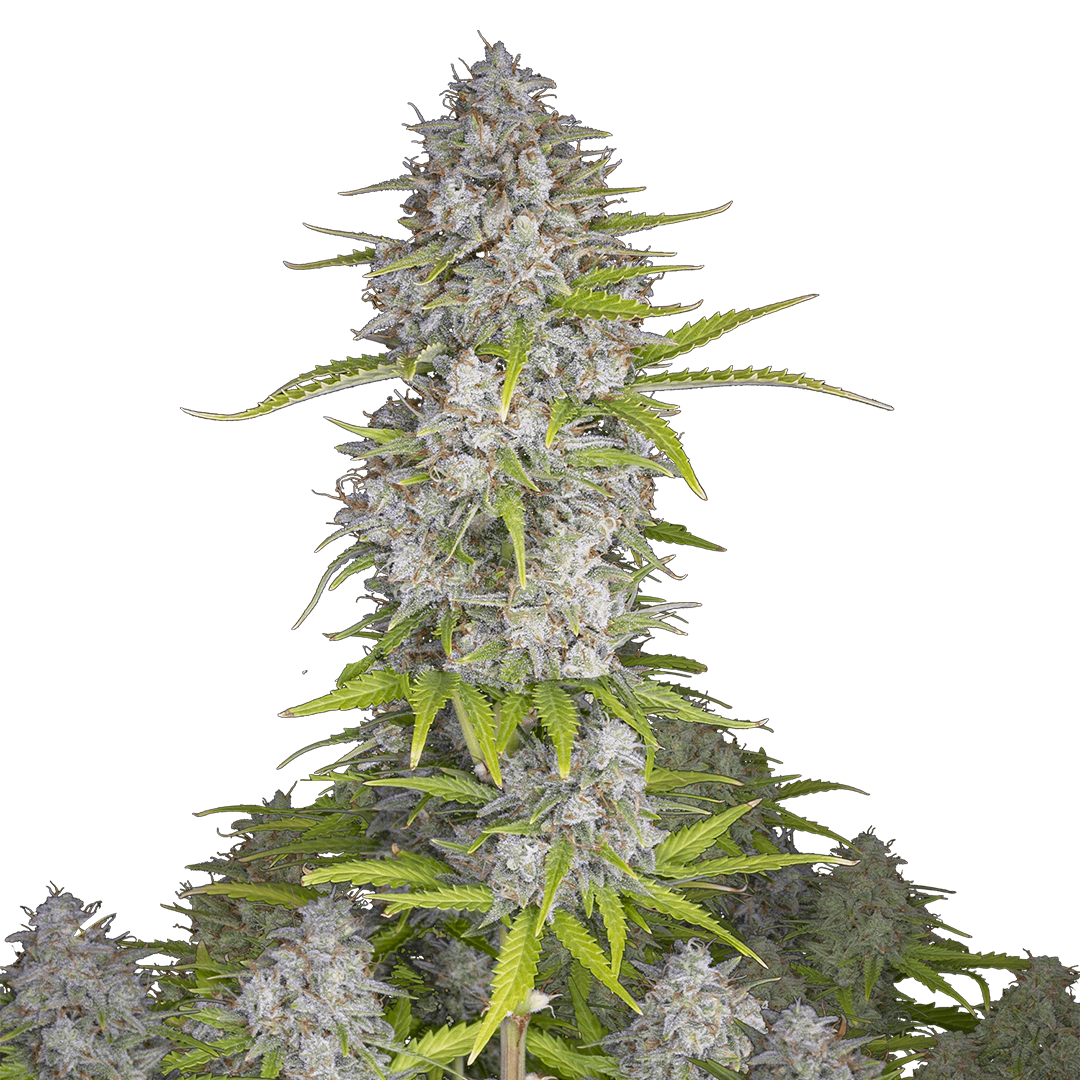 Orange Sherbet Auto Hybrid Cannabis Strain