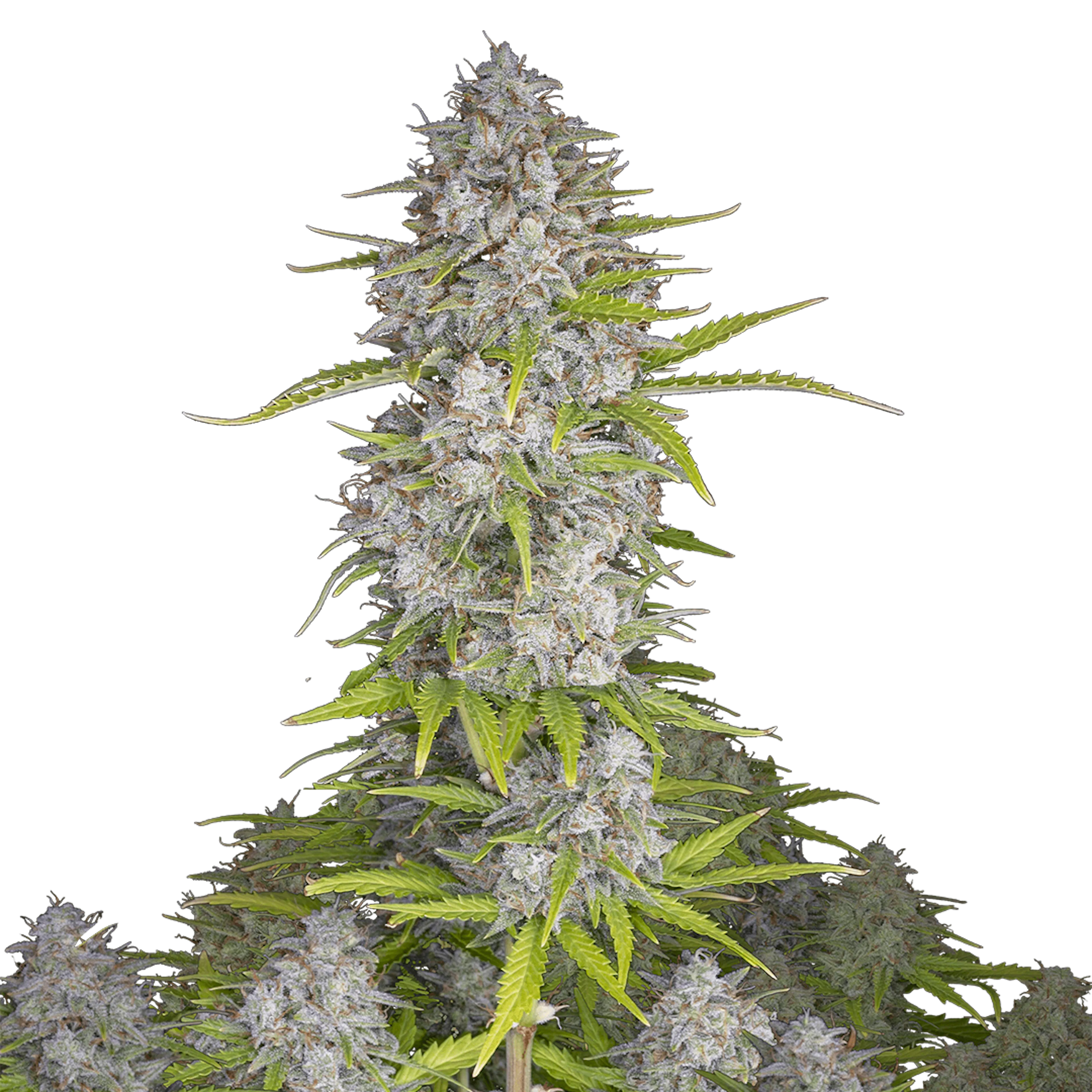 Picture of Orange Sherbet Auto