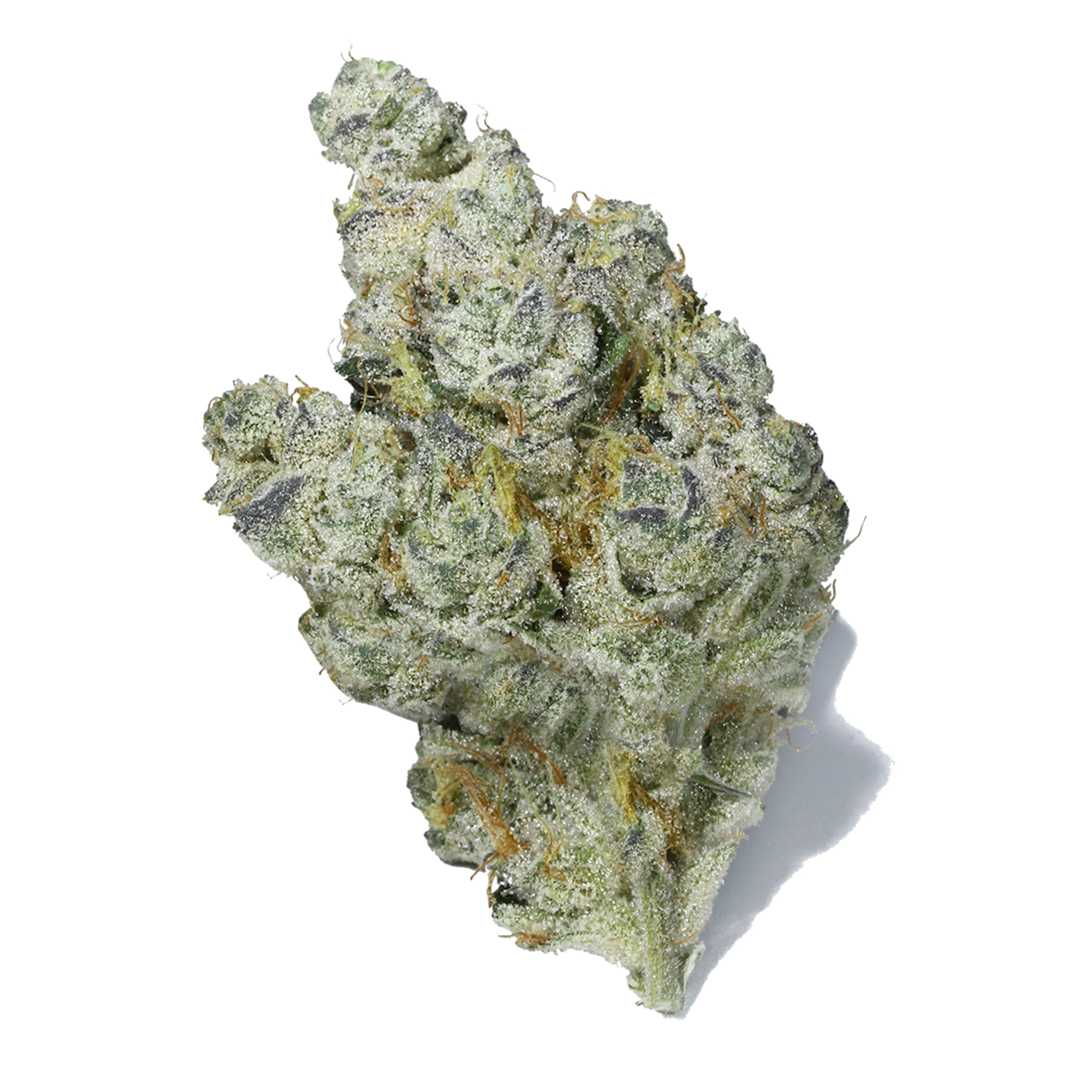Picture of Brownie Scout