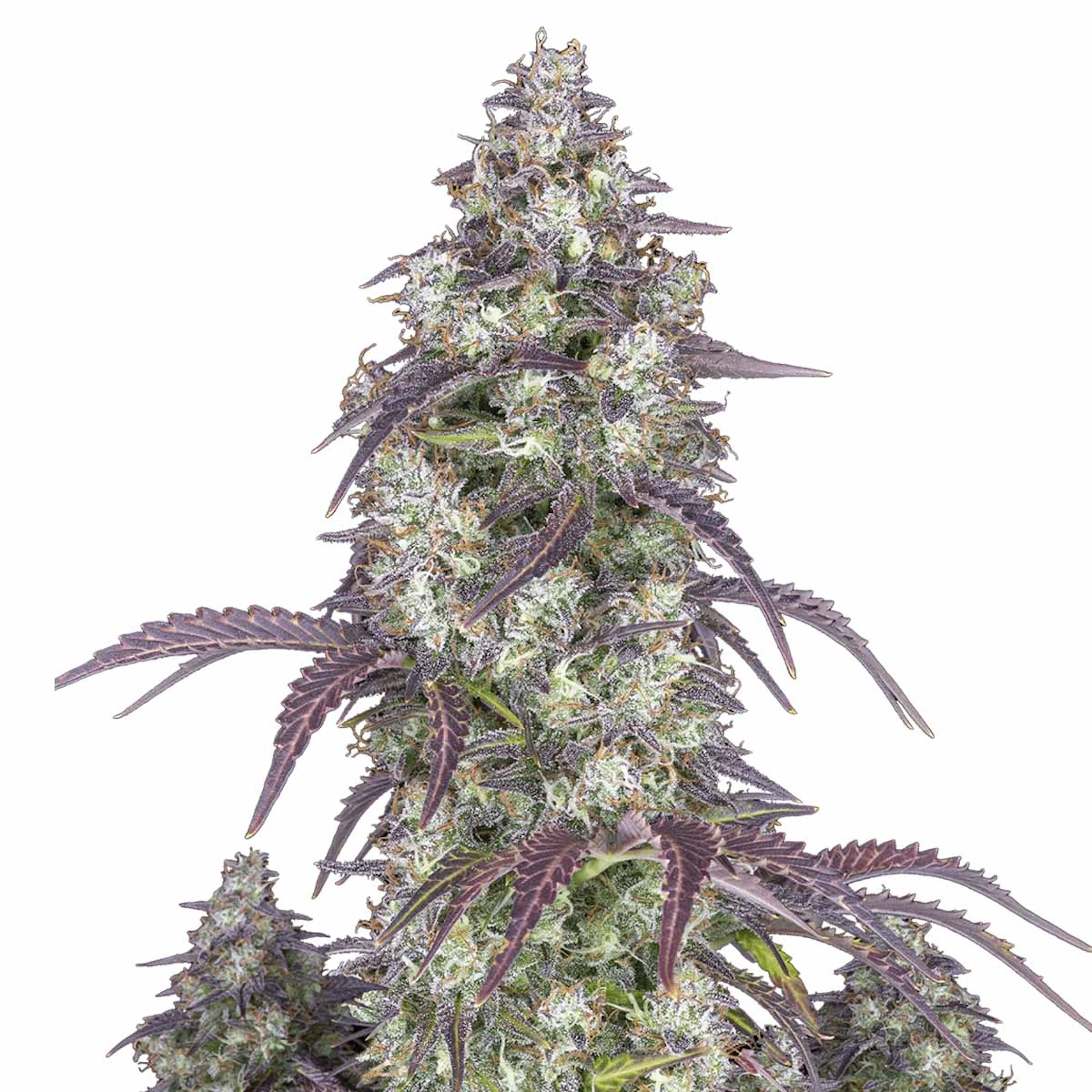 Picture of Lemon Pie Auto