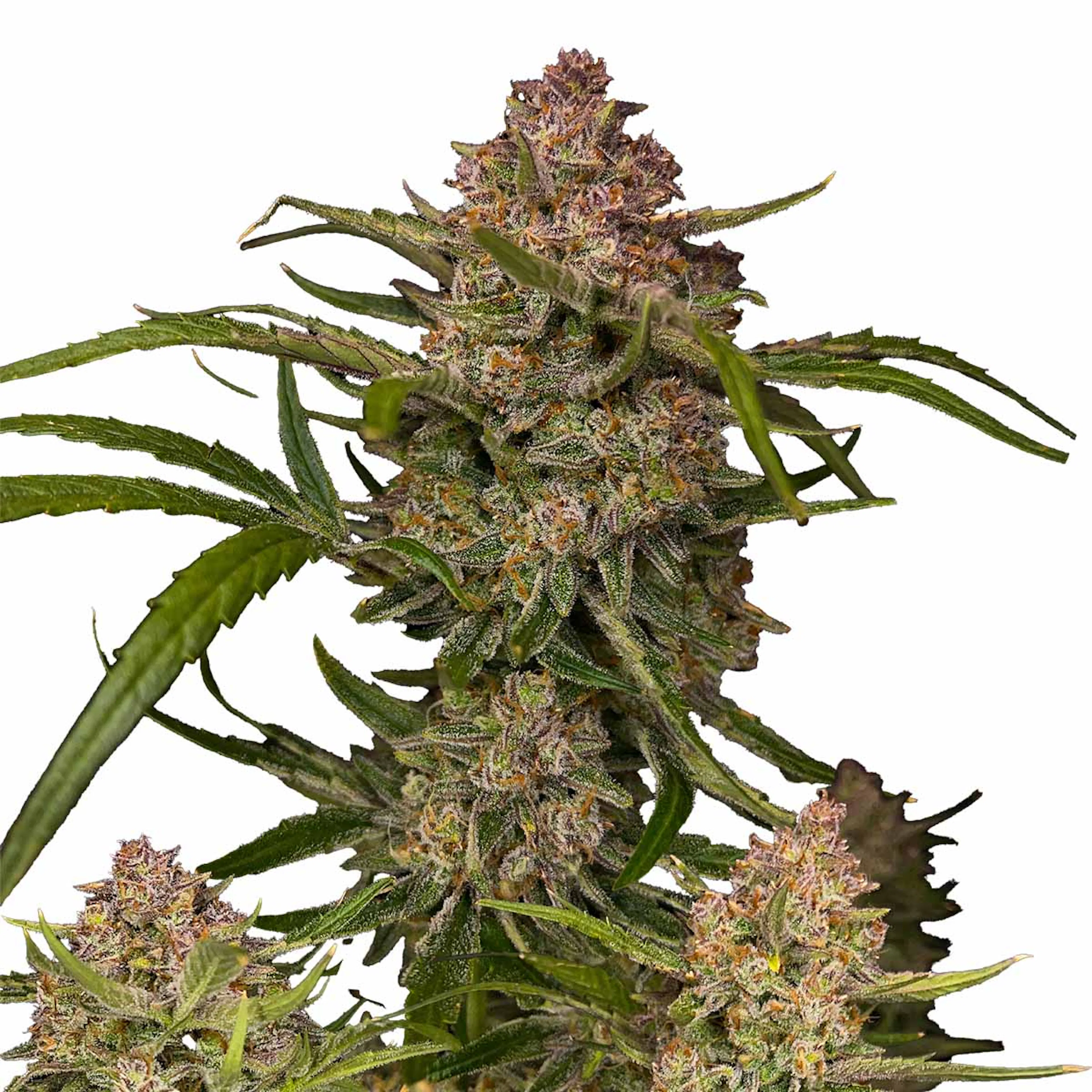 Picture of Guava Auto