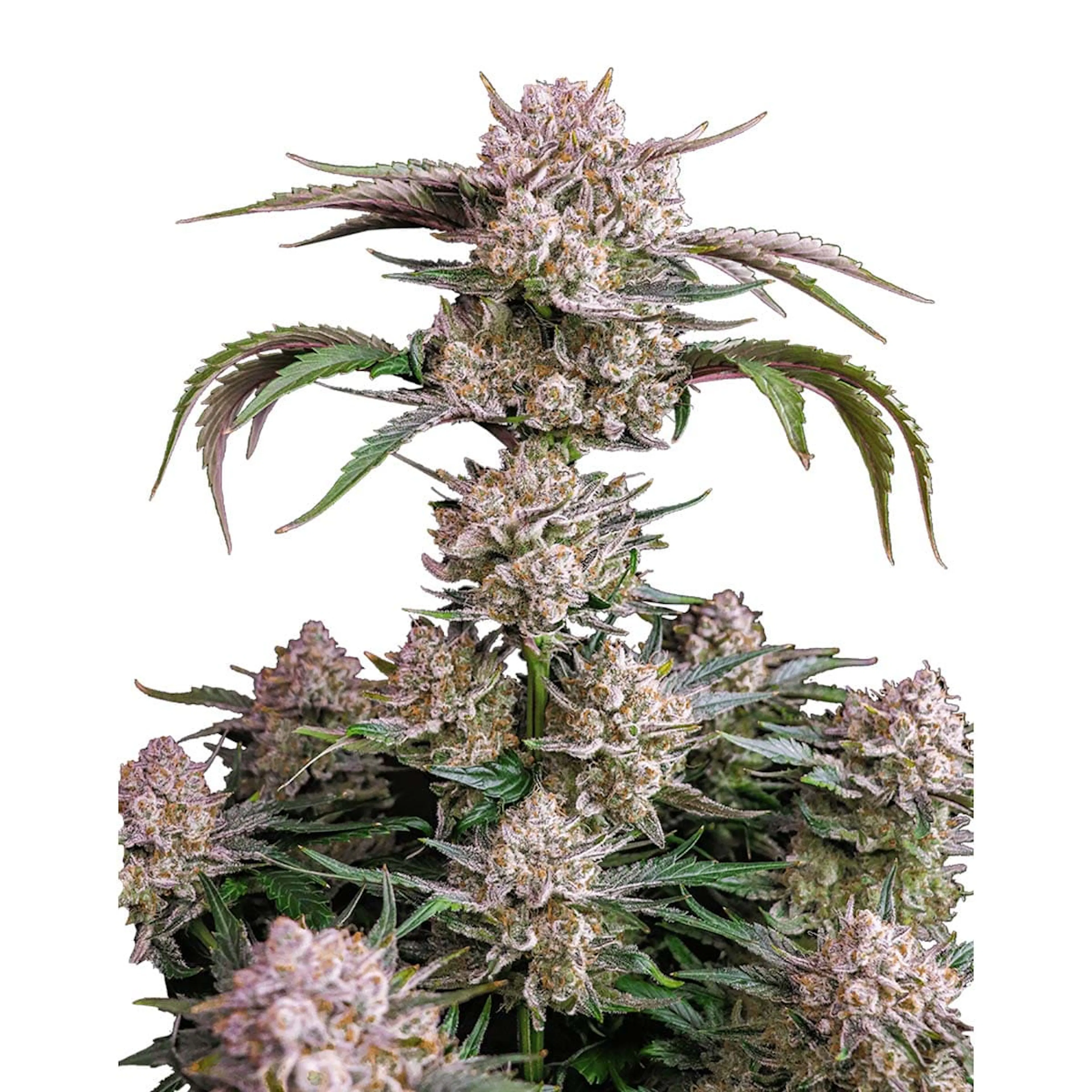 Picture of Strawberry Gorilla Auto