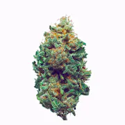 Nug image for Harlequin