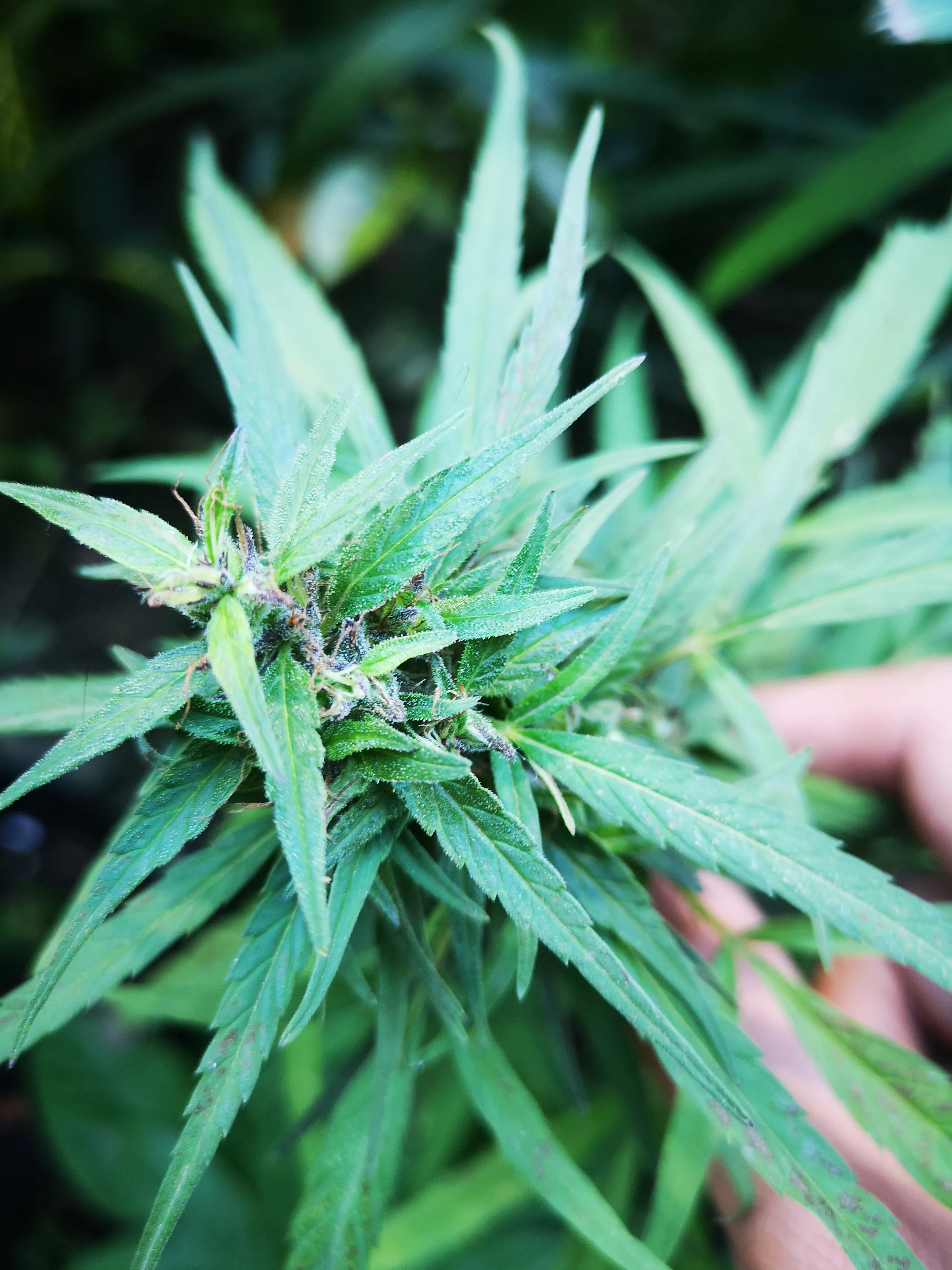 Picture of Philippines Landrace