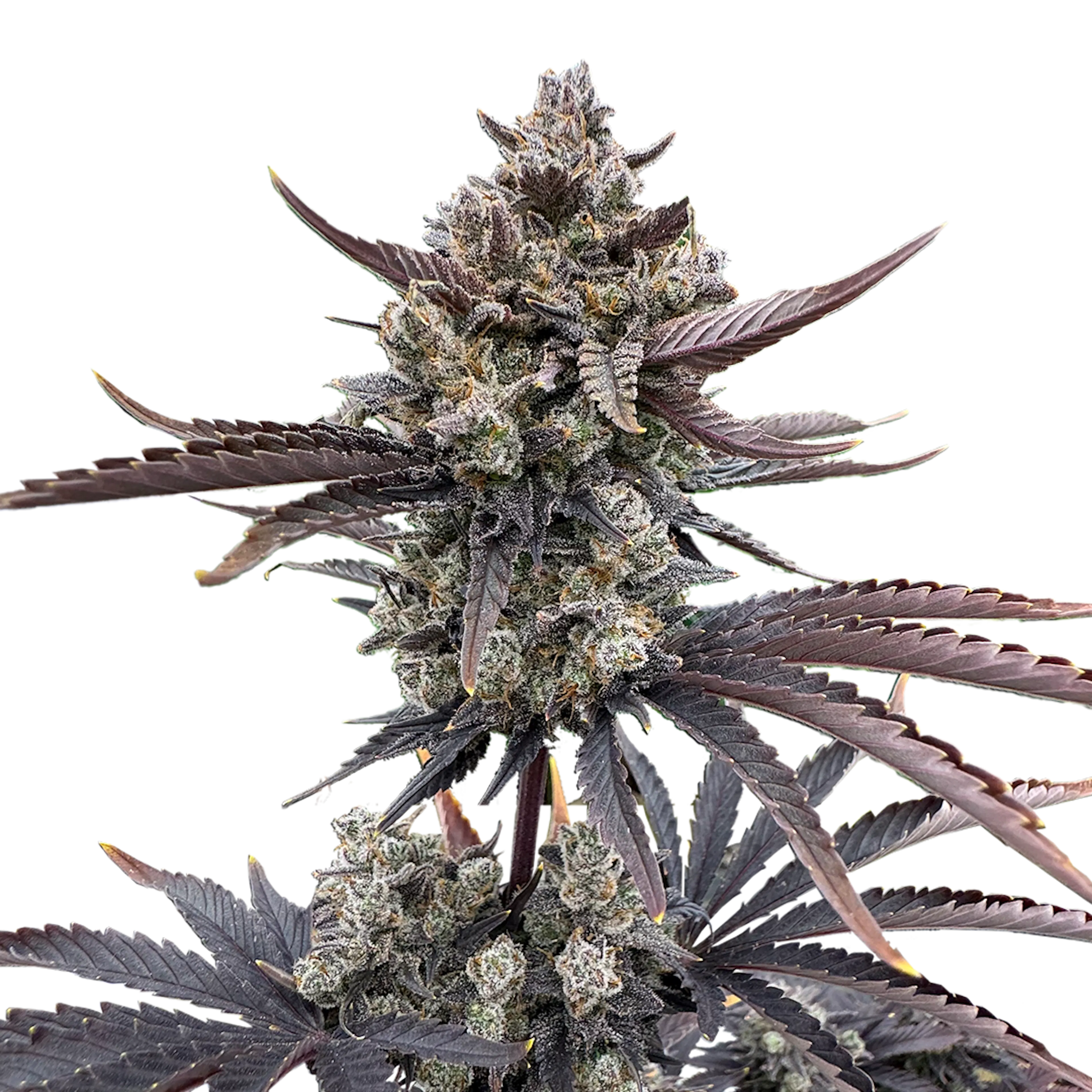 Picture of Banana Purple Punch Auto RF3