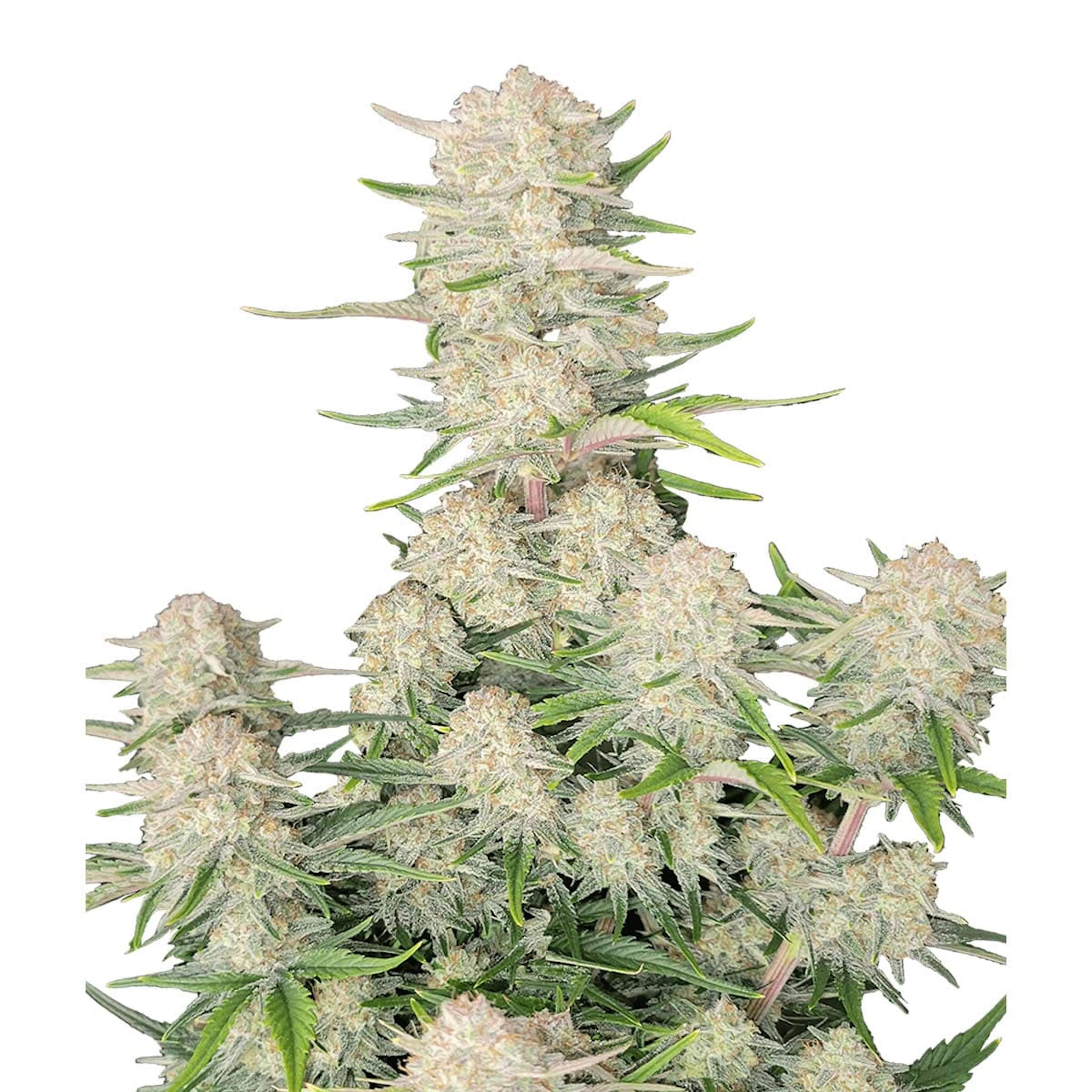 Picture of Apricot Auto