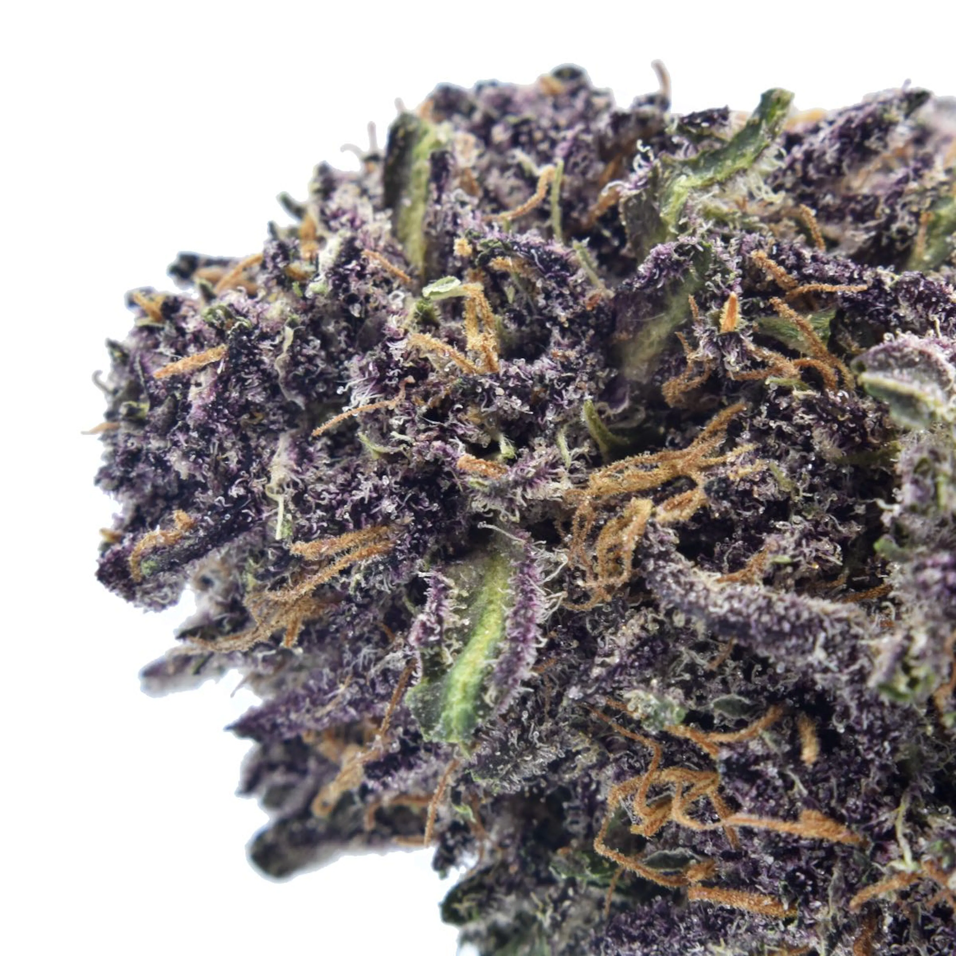 Picture of Velvet Purps