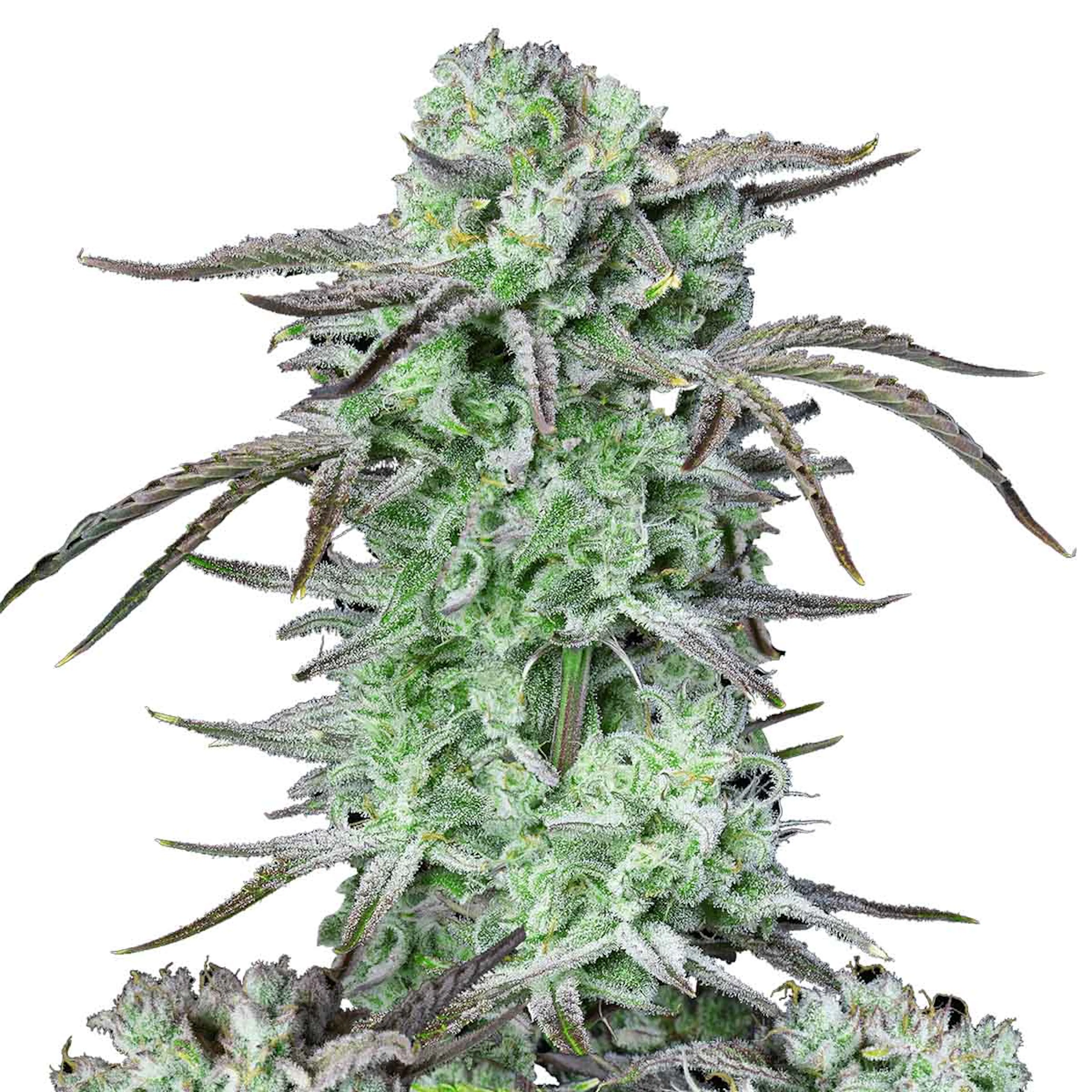Picture of Strawberry Banana Auto