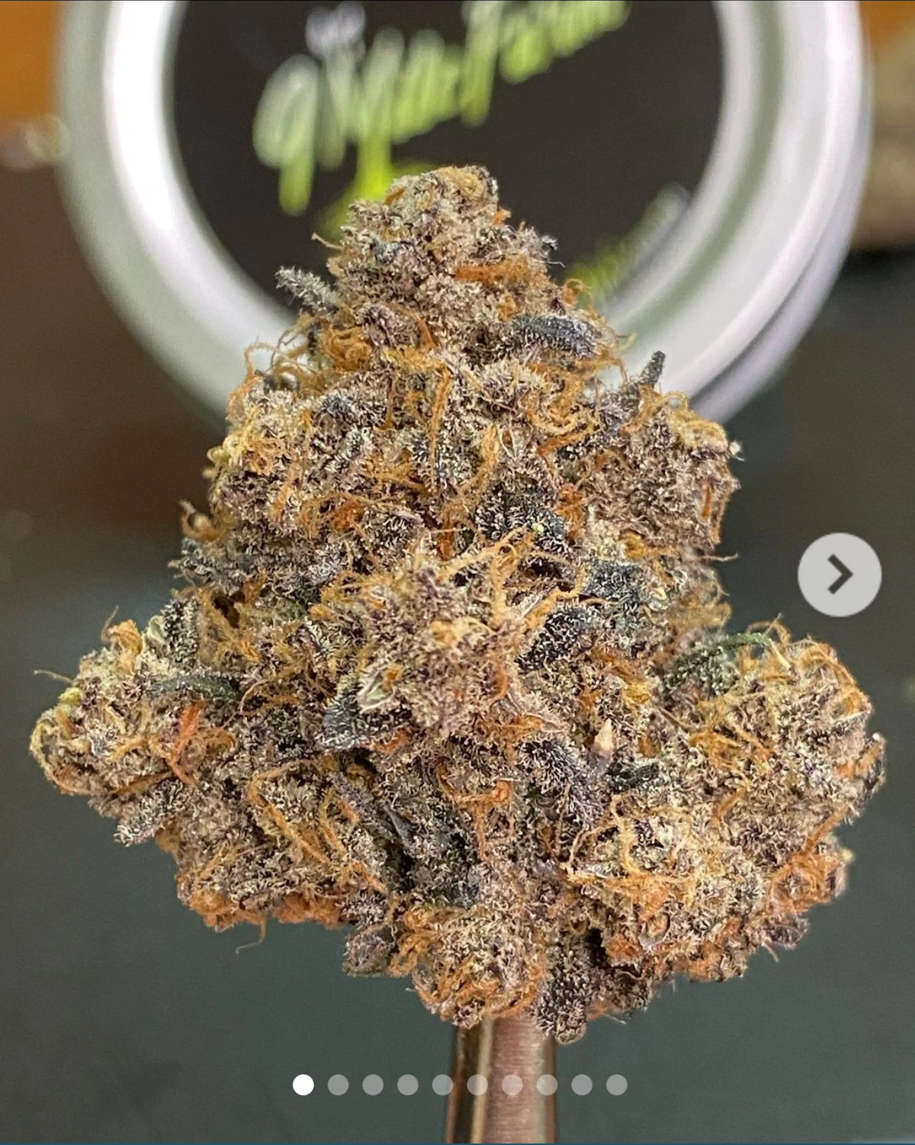 Picture of Black Cherry Garlic