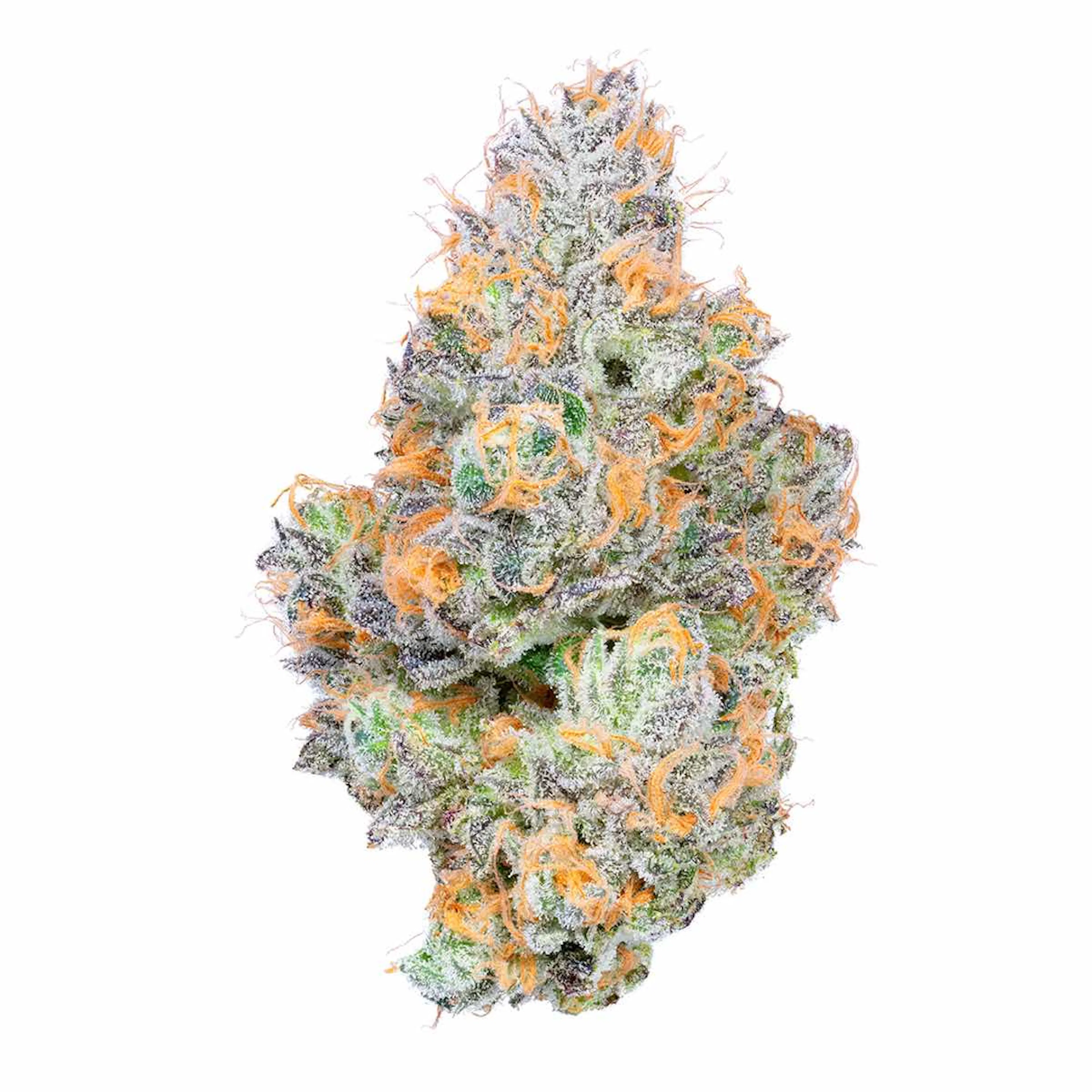 Picture of Tropical Z