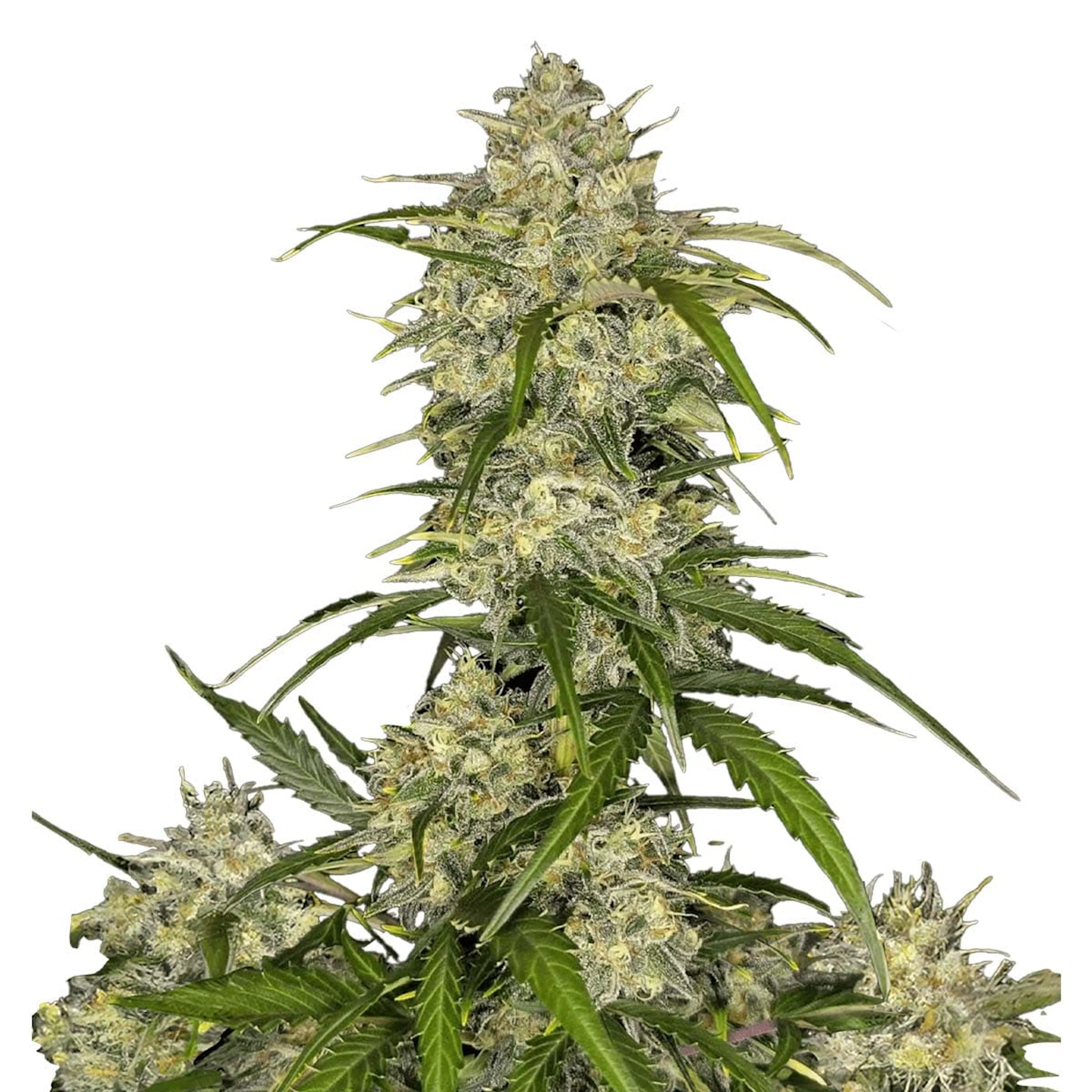 Picture of Sour Jealousy Auto