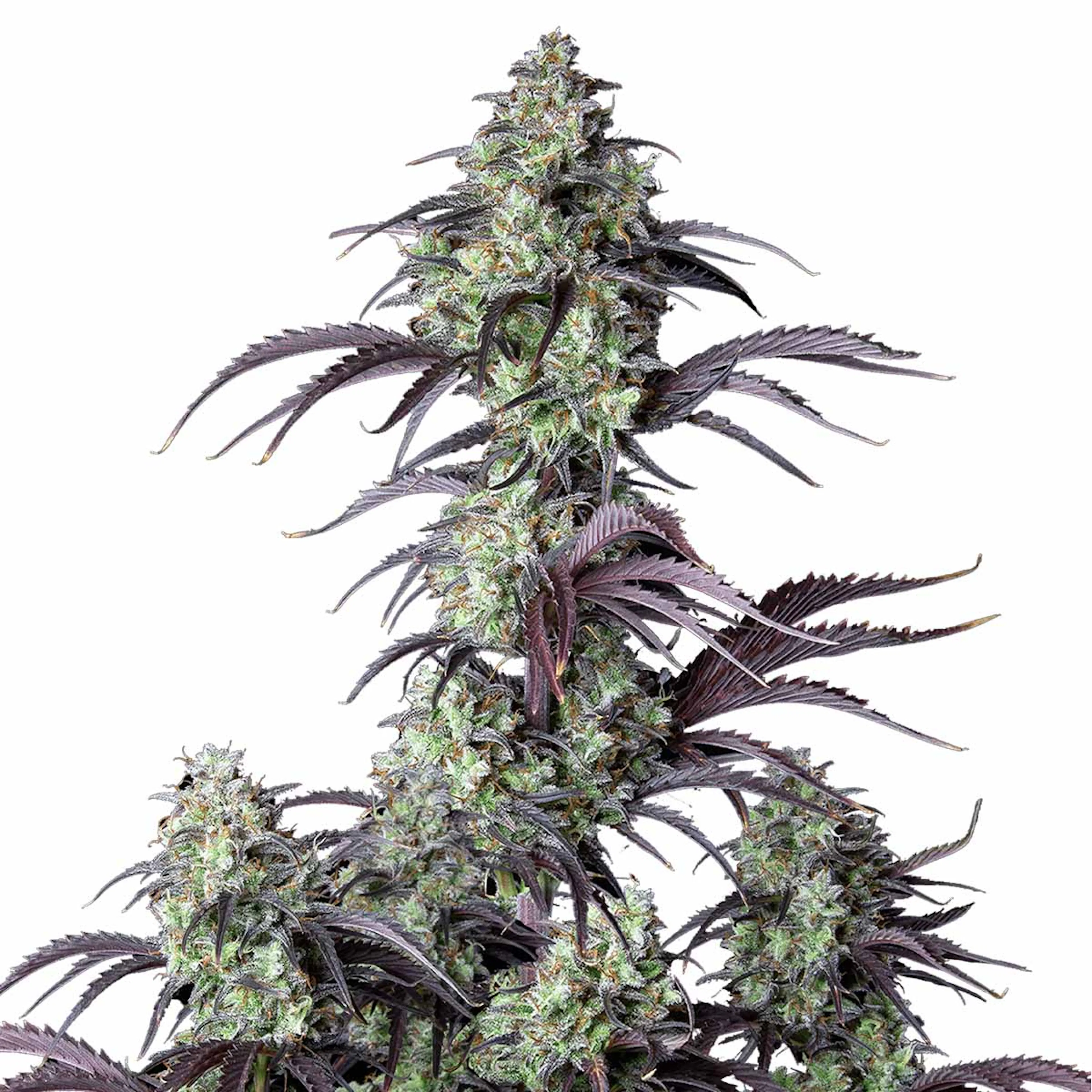 Picture of Mimosa Cake Auto