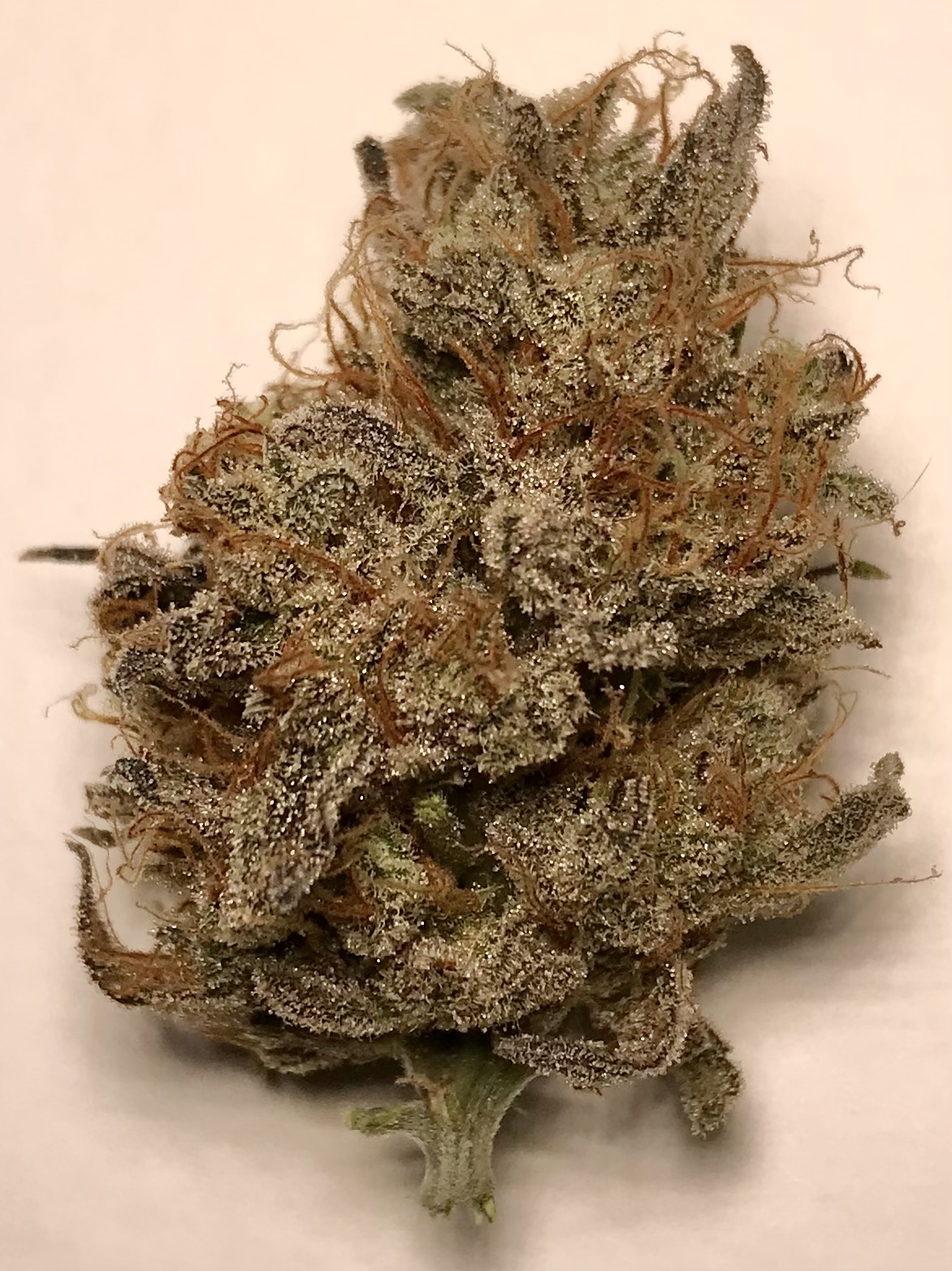 Sour Blue Sunrise