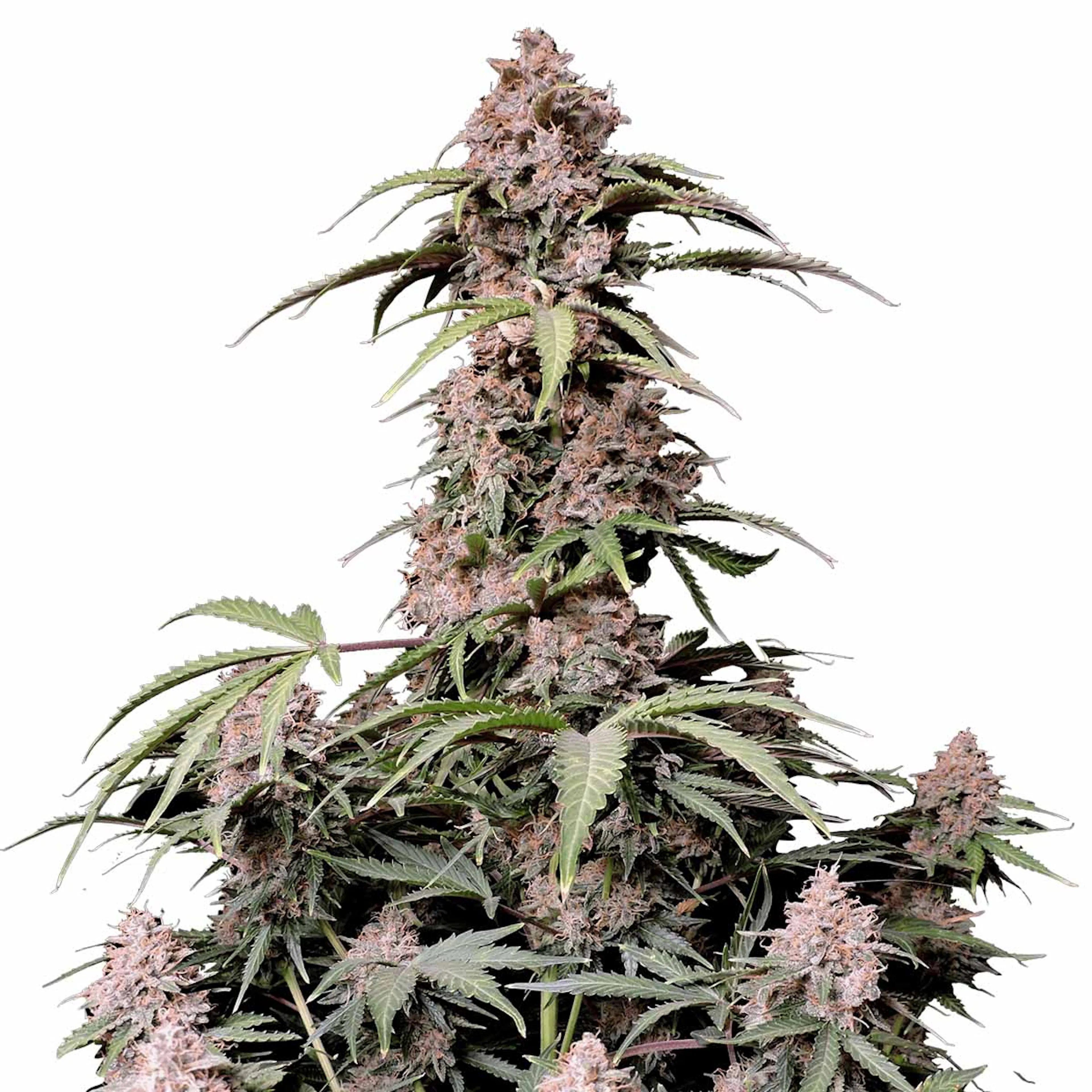 Picture of Amnesia Zkittlez Auto