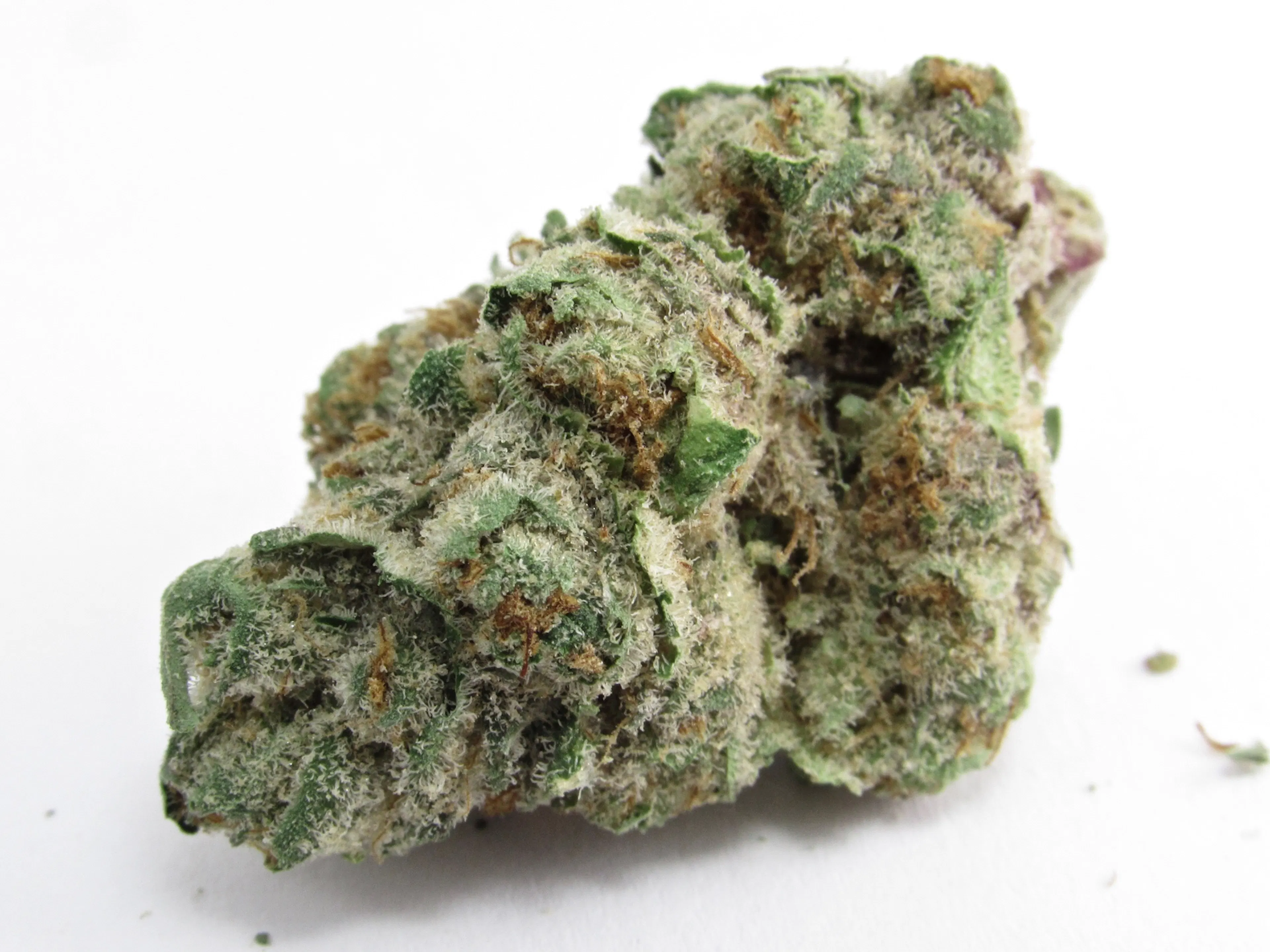 Picture of Dawg Breath
