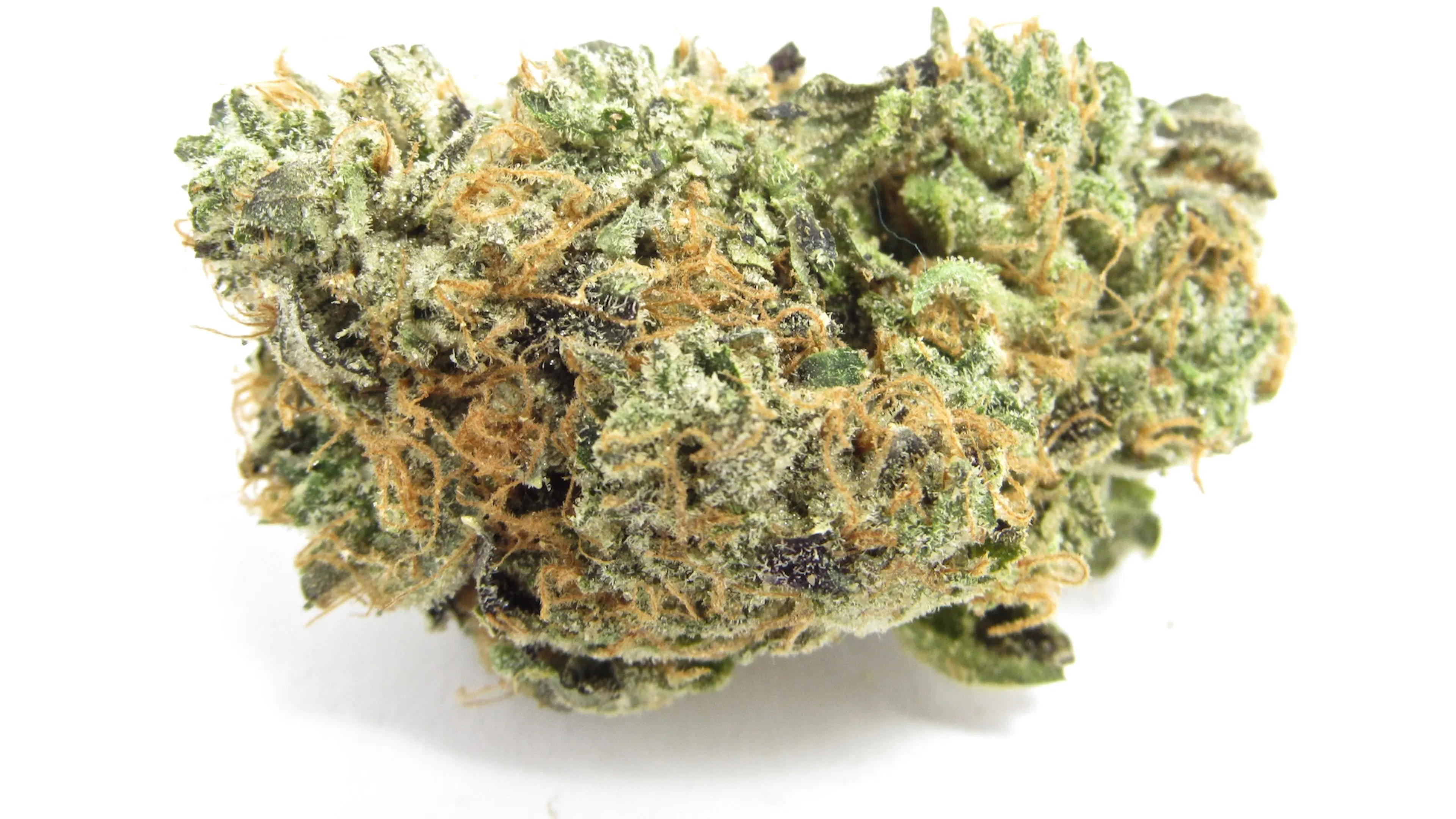 Picture of Blue Zushi
